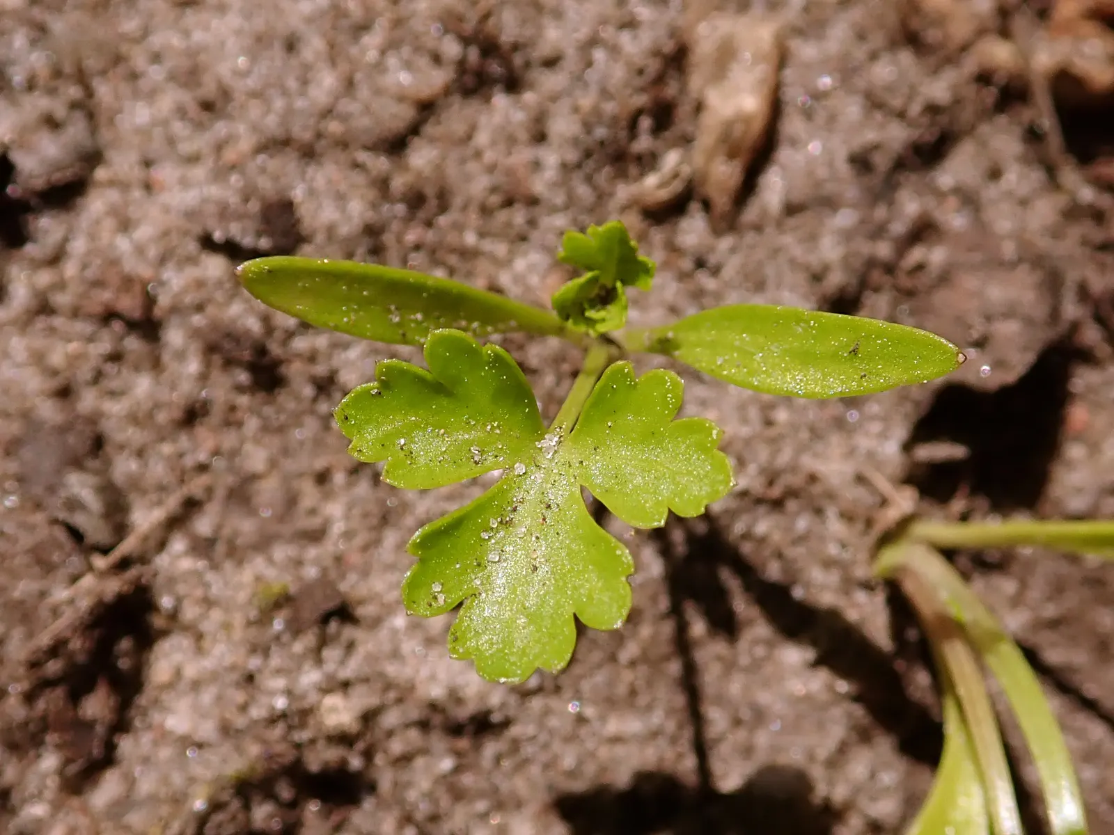 Curly Leaf Parsley (Petroselinum Crispum) — with its scientific name Petroselinum crispum; to encourage new growth and maintain its compact shape, image 72