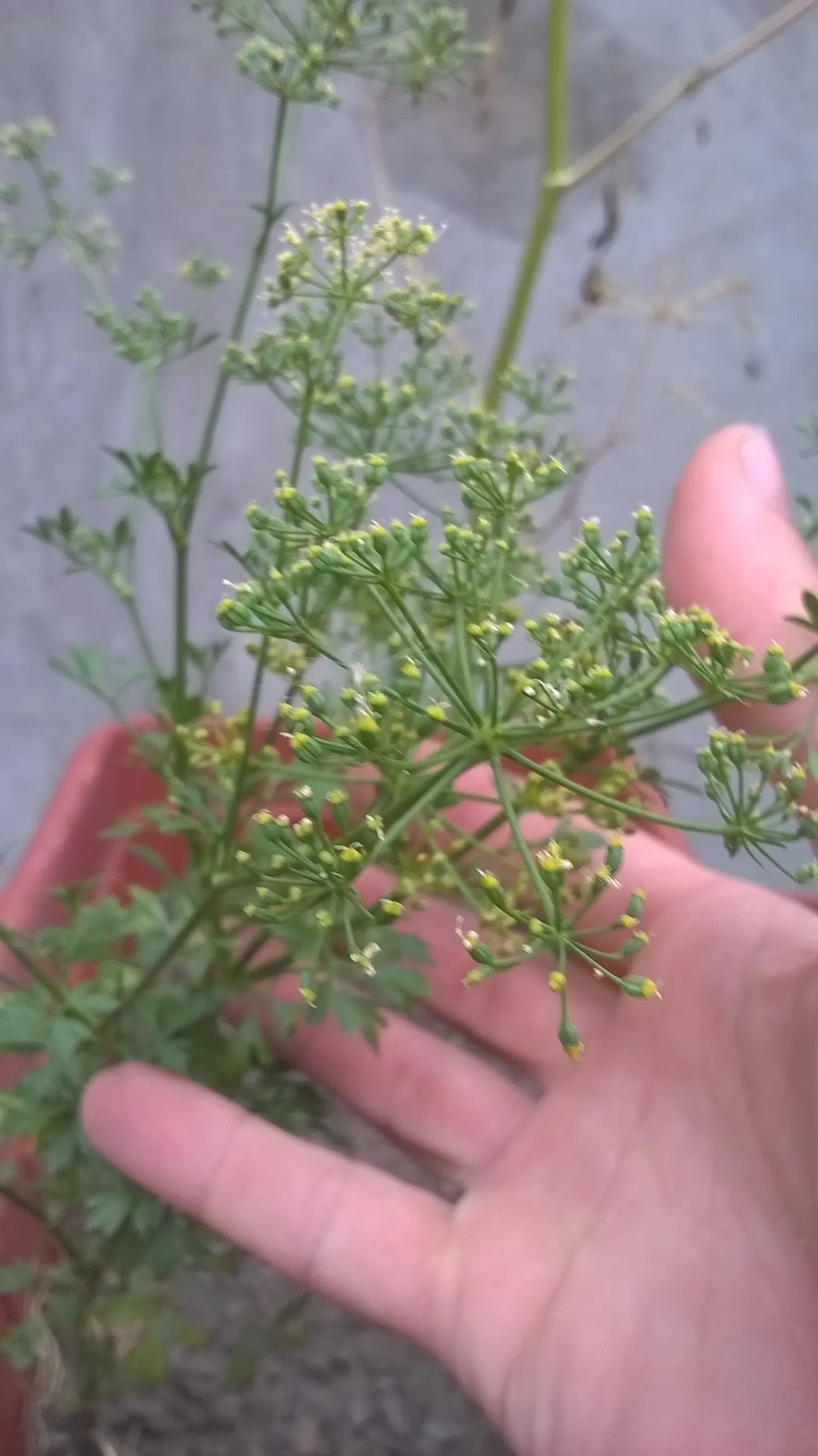 Curly Leaf Parsley (Petroselinum Crispum) — preferring well-drained soil and a full to partial sunlight exposure; but it is also enticing for, image 78