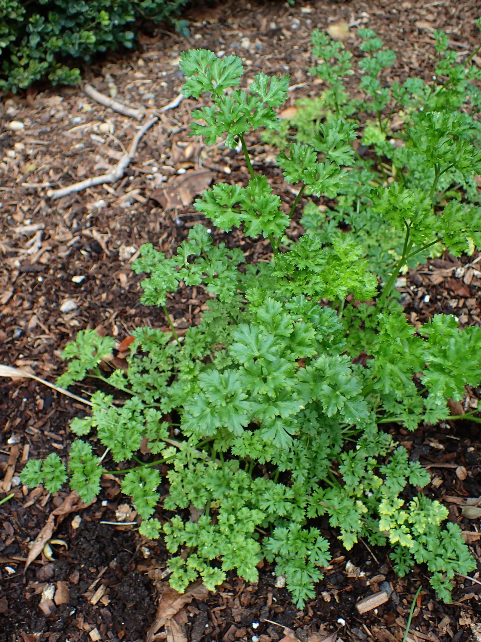 Curly Leaf Parsley (Petroselinum Crispum) — requiring regular watering to keep the soil moist but not waterlogged; makes an excellent addition to, image 82