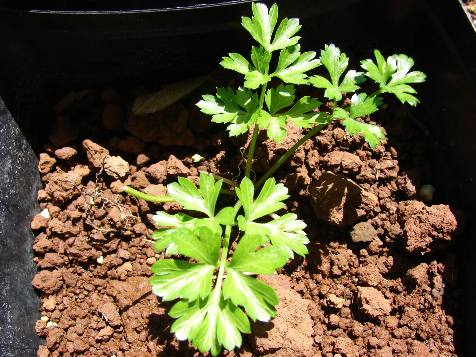 Curly Leaf Parsley (Petroselinum Crispum) — with its scientific name Petroselinum crispum; to encourage new growth and maintain its compact shape, periodic