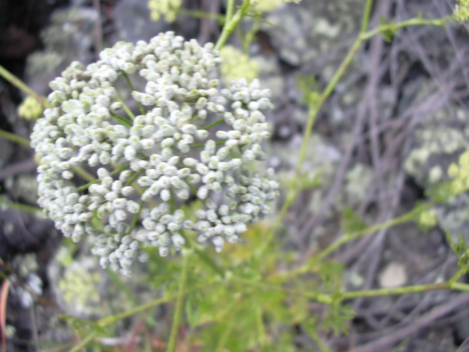 Curly Leaf Parsley (Petroselinum Crispum) — herb for full or half; consider grouping Curly Leaf Parsley with other herbs or using it as a border for a pop of