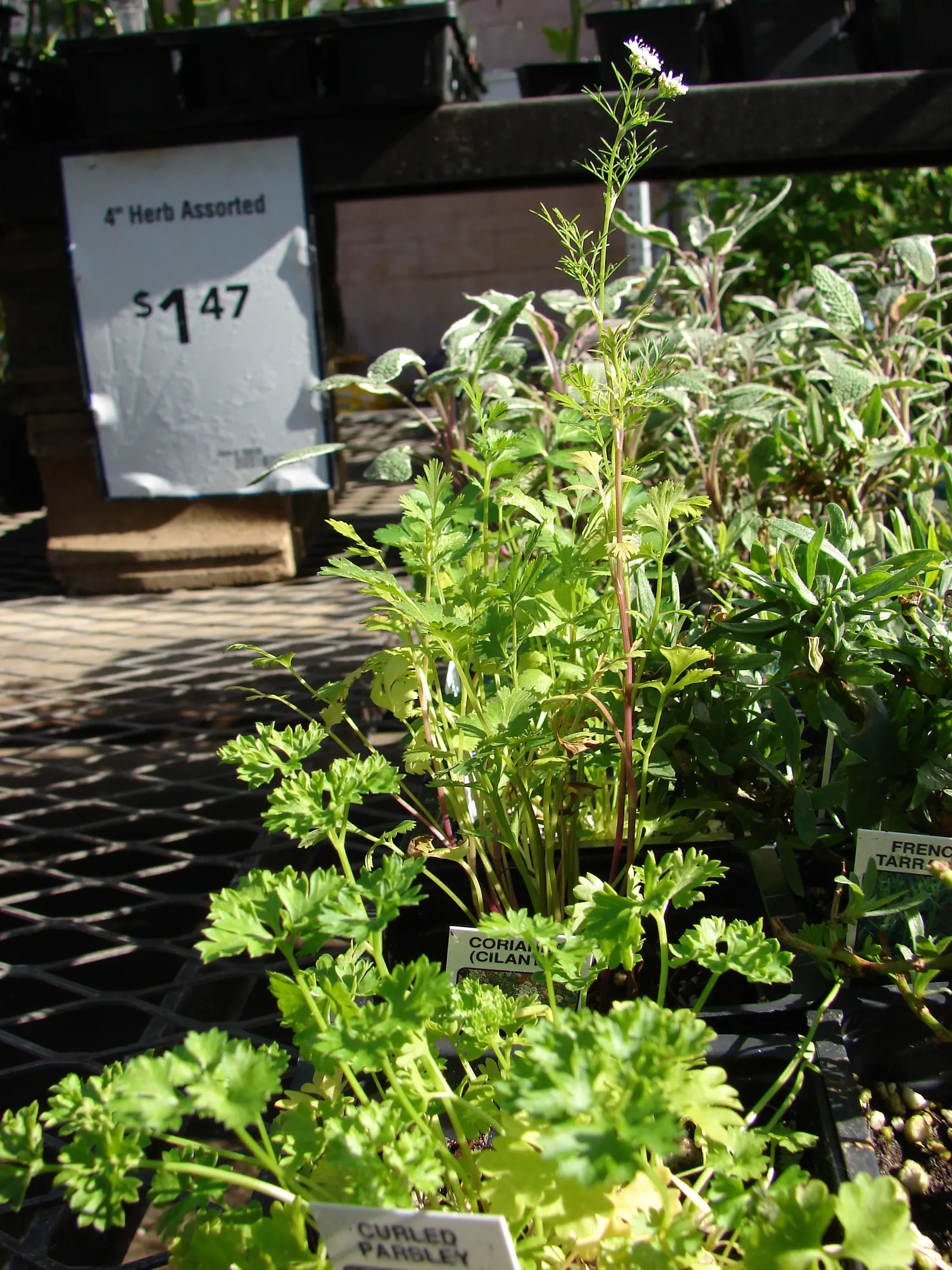 Curly Leaf Parsley (Petroselinum Crispum) — consider grouping Curly Leaf Parsley with other herbs or using it as a border for a pop of textured greenery; given