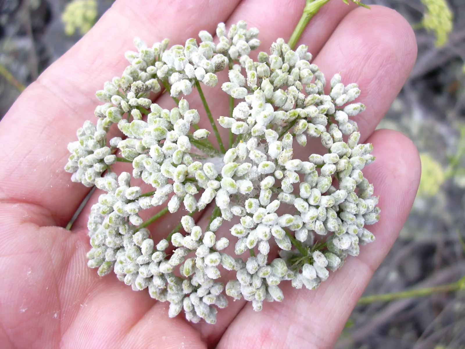 Curly Leaf Parsley (Petroselinum Crispum) — To encourage new growth and maintain its compact shape, periodic harvesting or pruning is beneficial; with its