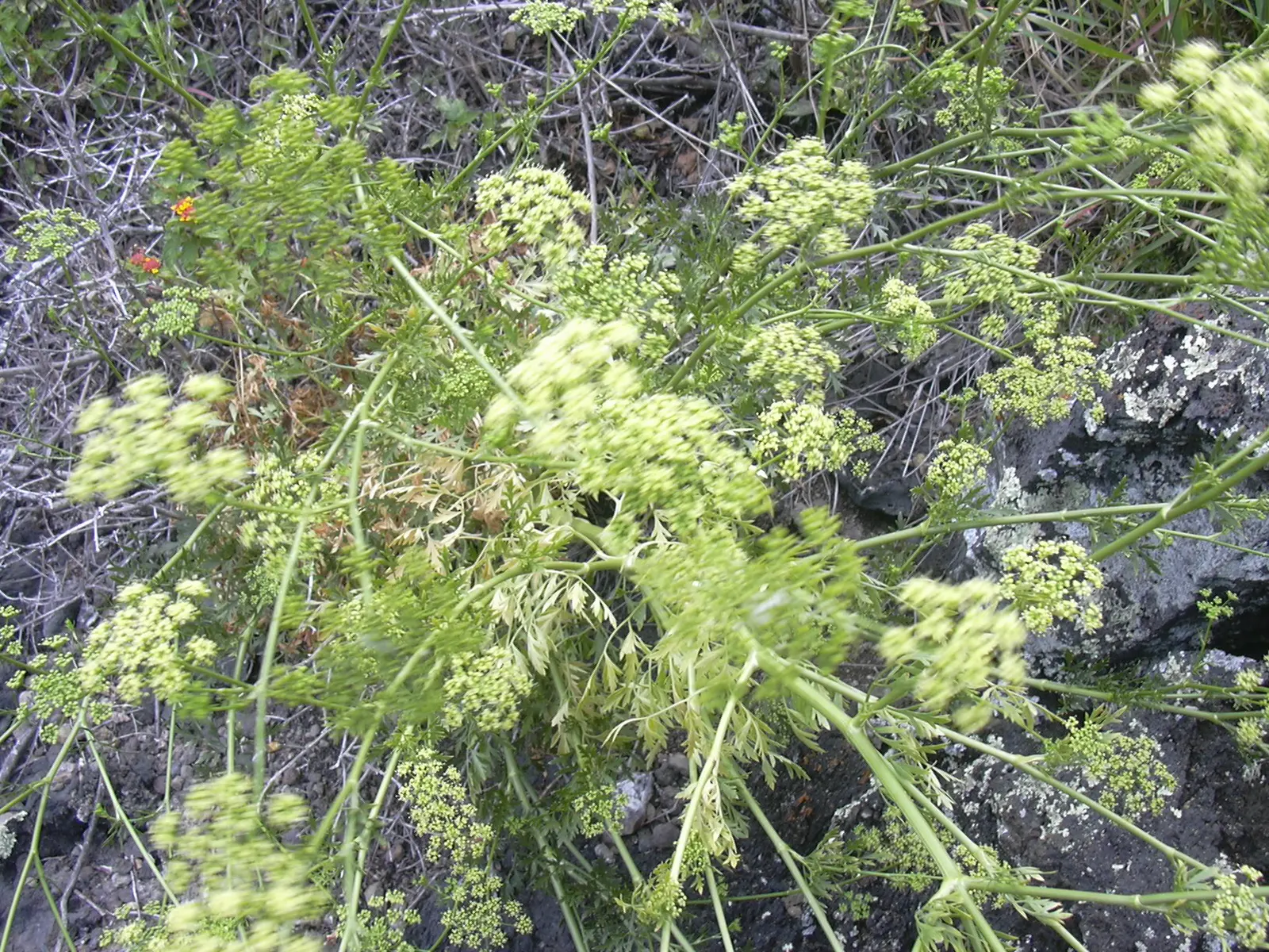 Curly Leaf Parsley (Petroselinum Crispum) — Curly Leaf Parsley (Petroselinum crispum) is a biennial herb with vibrant green, finely curled leaves; parsley‚Äôs
