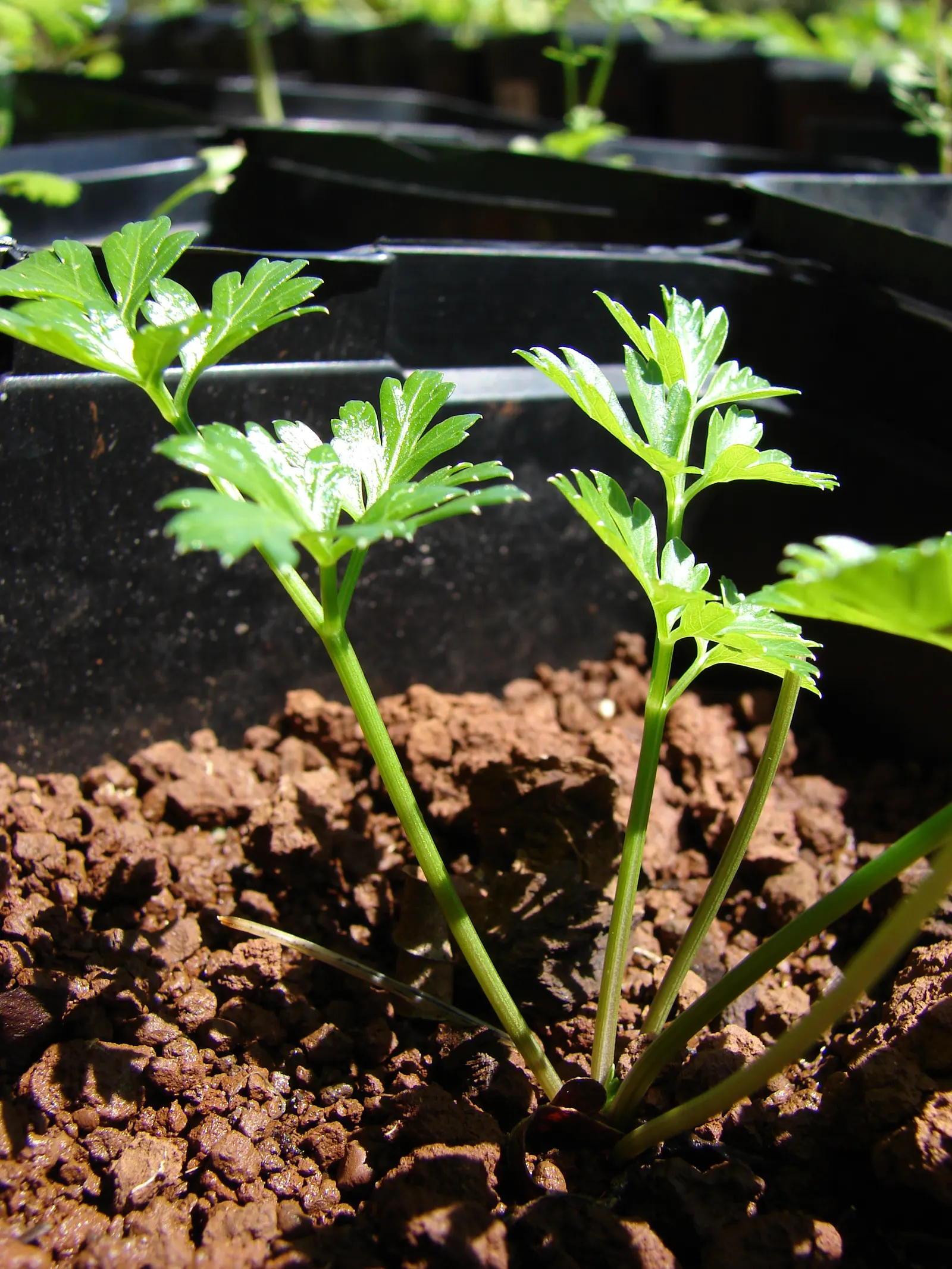 Curly Leaf Parsley (Petroselinum Crispum) — Curly Leaf Parsley (Petroselinum crispum) is a biennial herb with vibrant green, finely curled leaves, image 45