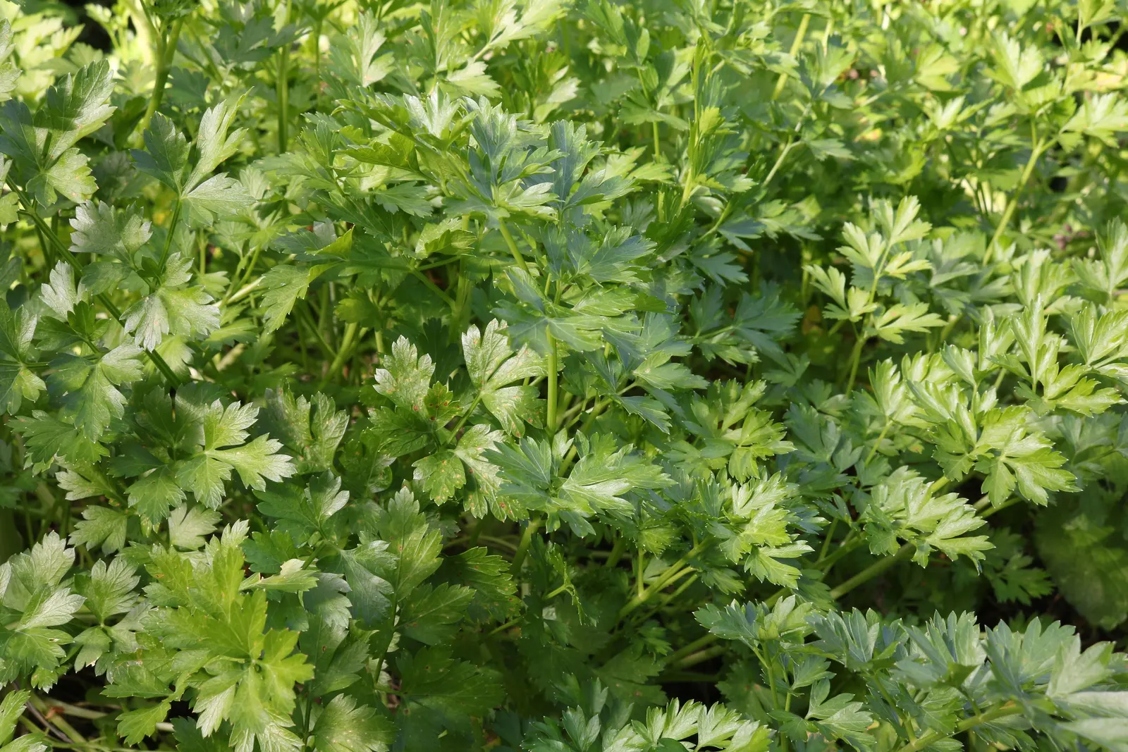 Curly Leaf Parsley (Petroselinum Crispum) — Its subtle flowers often attract beneficial insects; rich green and can add a lush, image 49