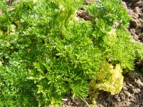Curly Leaf Parsley (Petroselinum Crispum) — A staple in culinary gardens, it prefers full sun to partial shade and well-drained soil; when creating, image 47