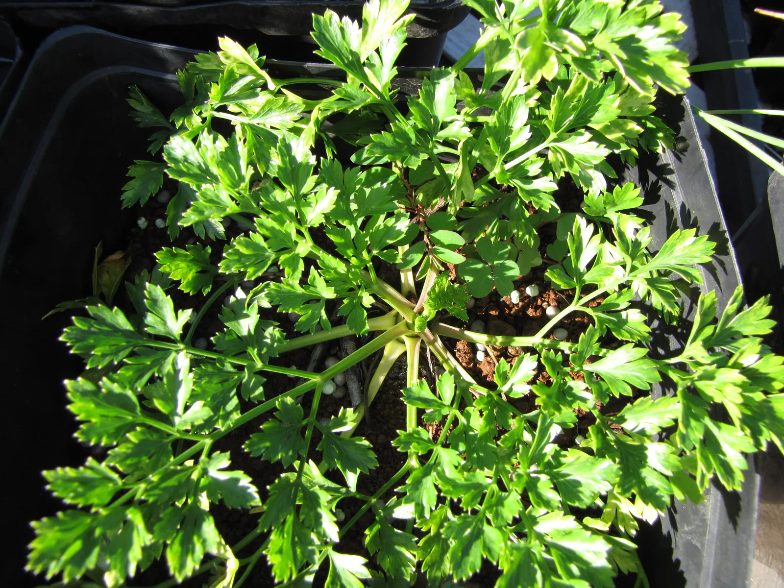 Curly Leaf Parsley (Petroselinum Crispum) — Parsley‚Äôs intricate foliage adds texture to borders and is suitable for zones 5 to 9; a staple in, image 48