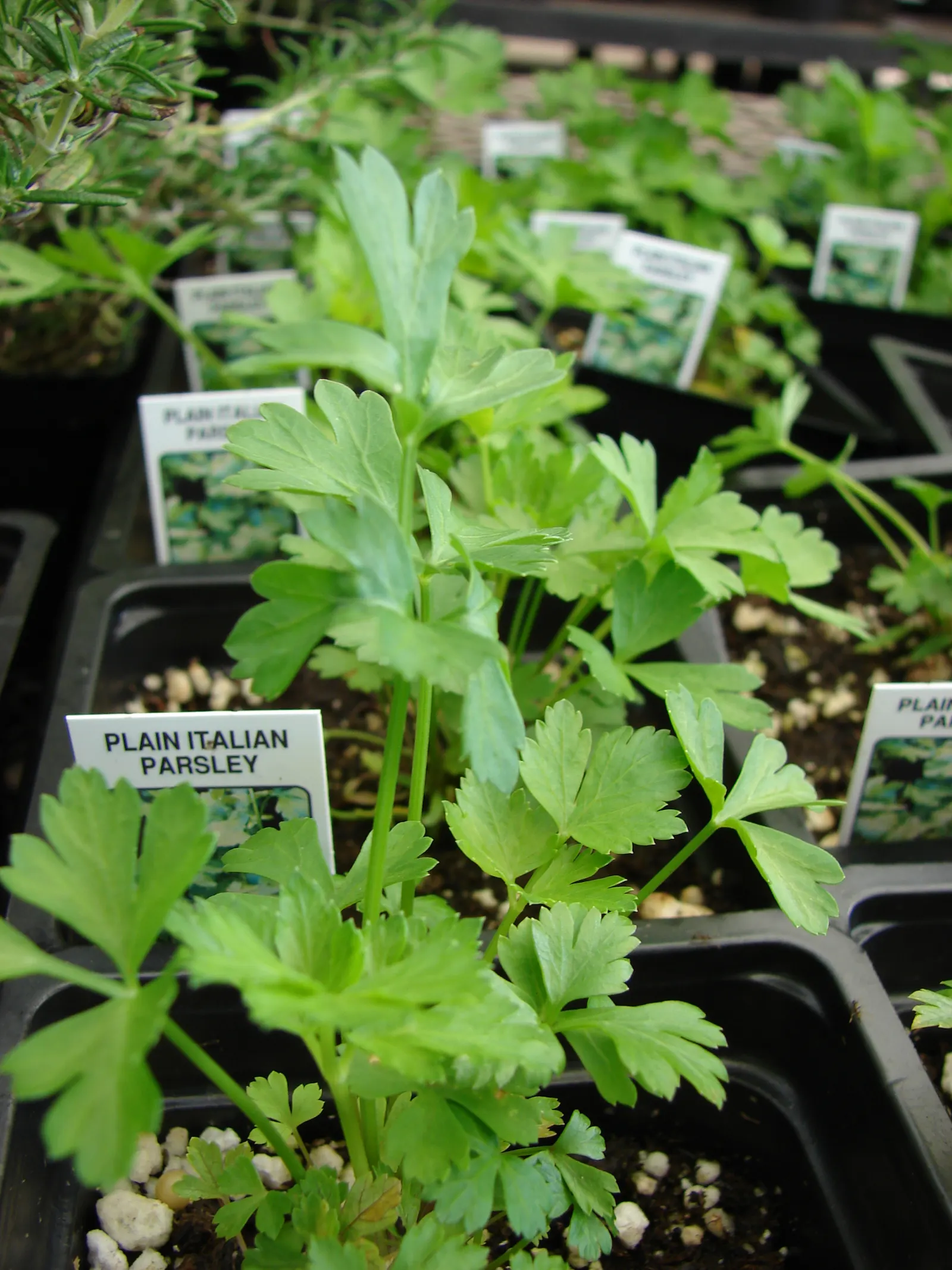 Curly Leaf Parsley (Petroselinum Crispum) — rich green and can add a lush; curly Leaf Parsley (Petroselinum crispum) is a biennial herb with vibrant green