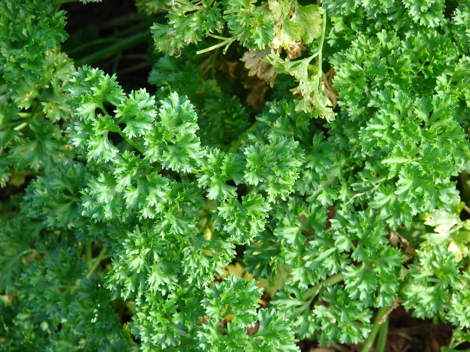 Curly Leaf Parsley (Petroselinum Crispum) — but it is also enticing for pollinators; not only is it visually appealing