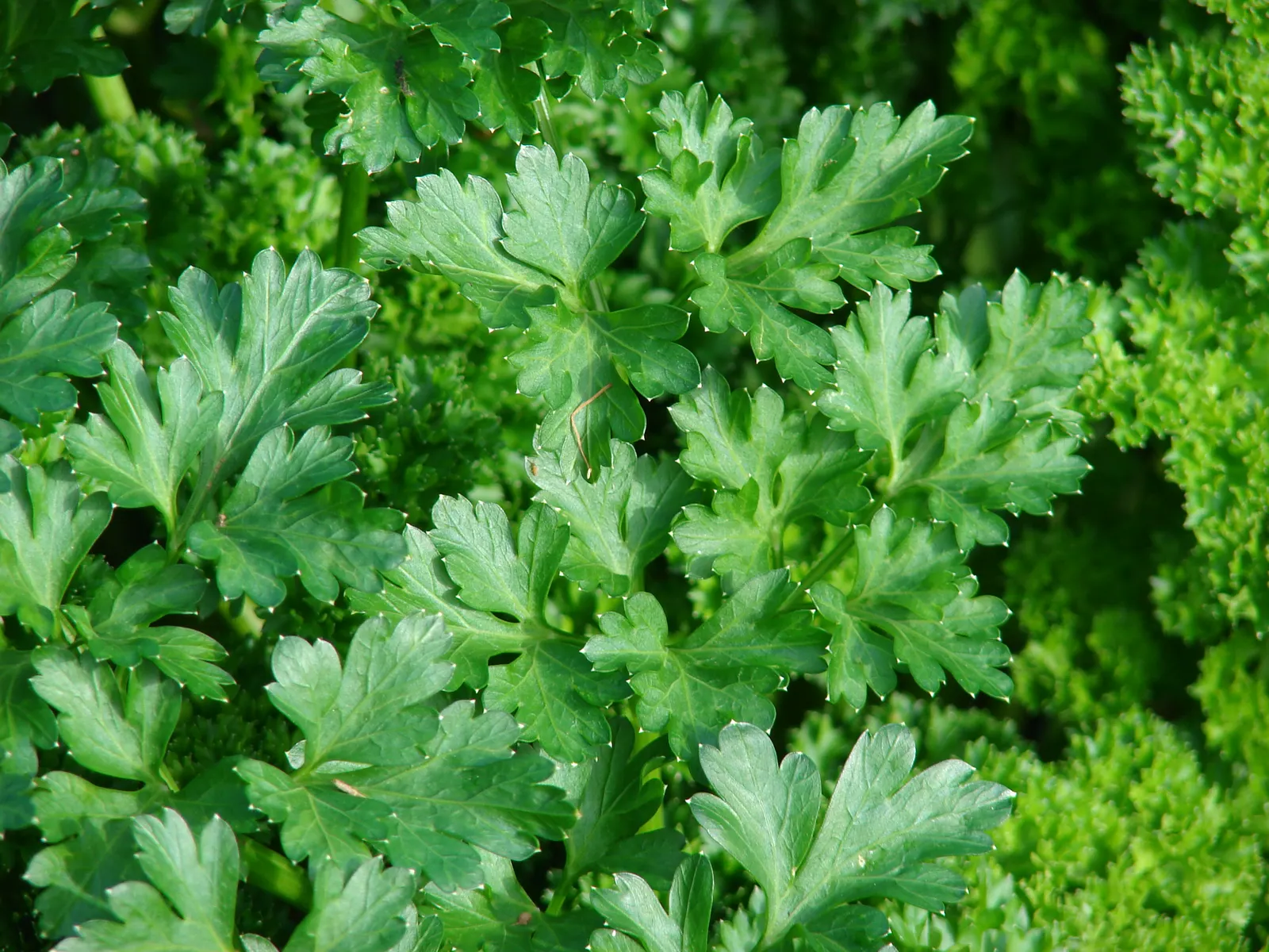 Curly Leaf Parsley (Petroselinum Crispum) — Not only is it visually appealing; is a vibrant biennial herb commonly used as both a culinary garnish and a staple