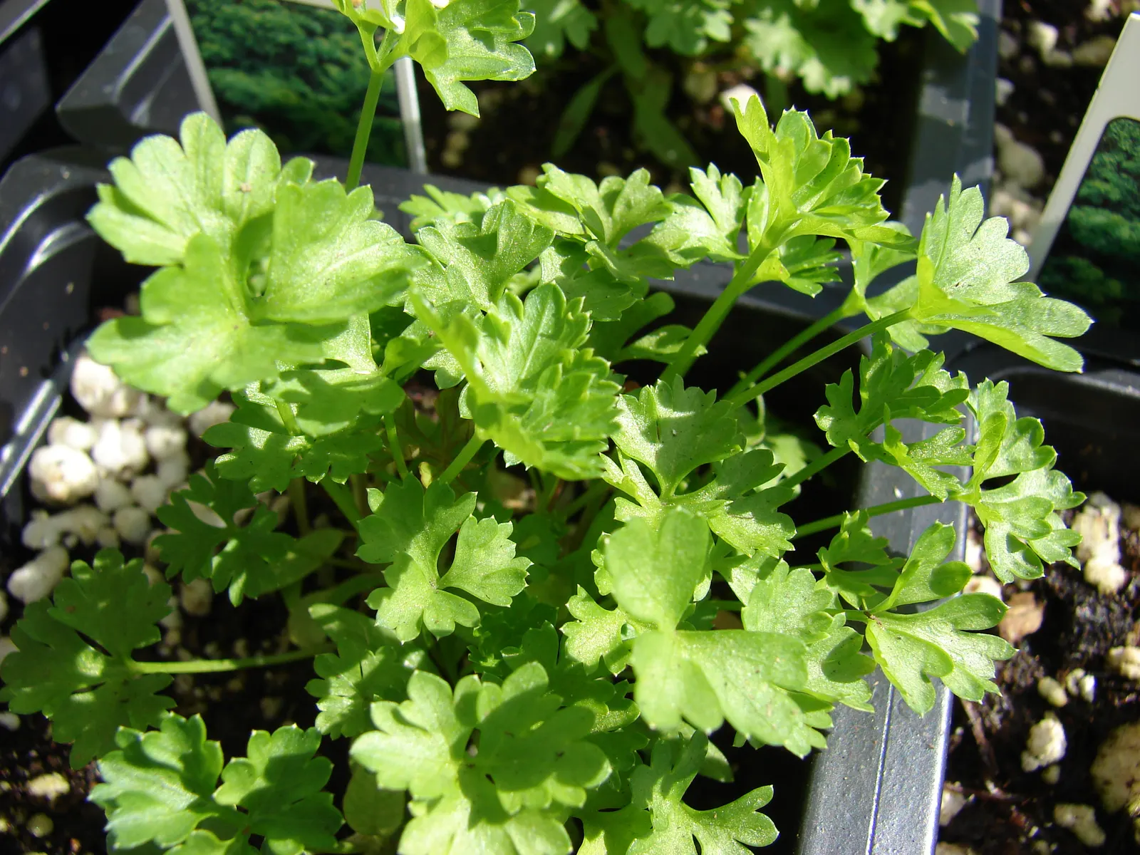Curly Leaf Parsley (Petroselinum Crispum) — is a vibrant biennial herb commonly used as both a culinary garnish and a staple garden ornamental; it reaches