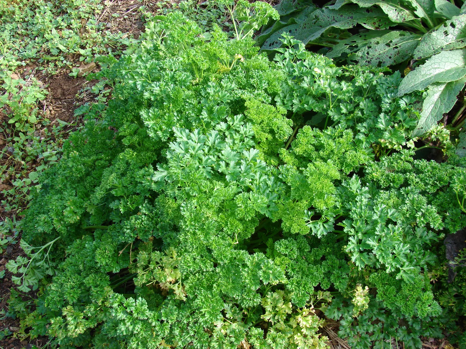 Curly Leaf Parsley (Petroselinum Crispum) — the curly and crinkled leaves; provides a striking texture contrast in landscape designs