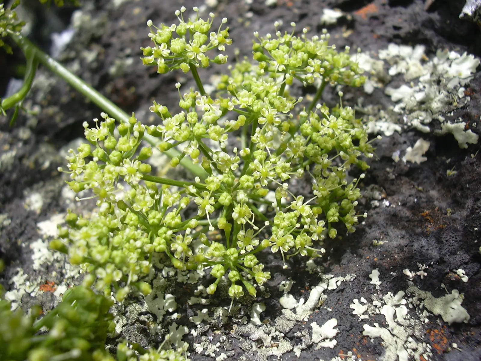 Curly Leaf Parsley (Petroselinum Crispum) — It reaches approximately 6 to 12 inches in height and spreads about 6 to 9 inches; verdant quality to any garden