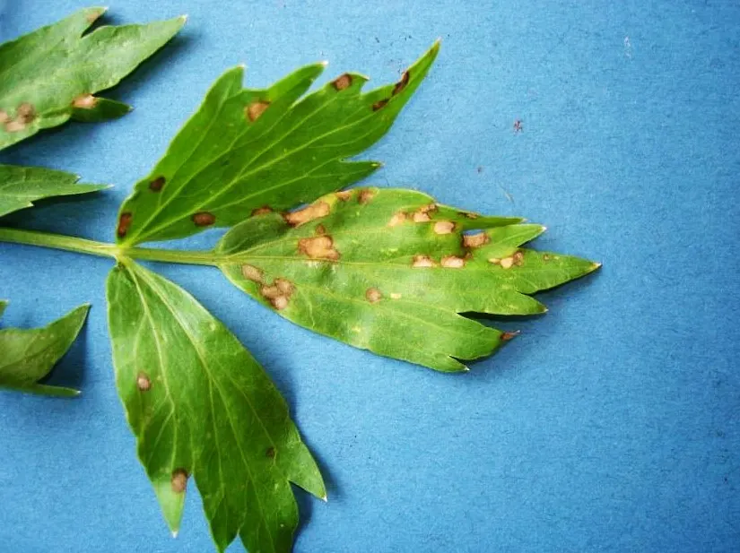 Curly Leaf Parsley (Petroselinum Crispum) — with its scientific name Petroselinum crispum; to encourage new growth and maintain its compact shape, image 50