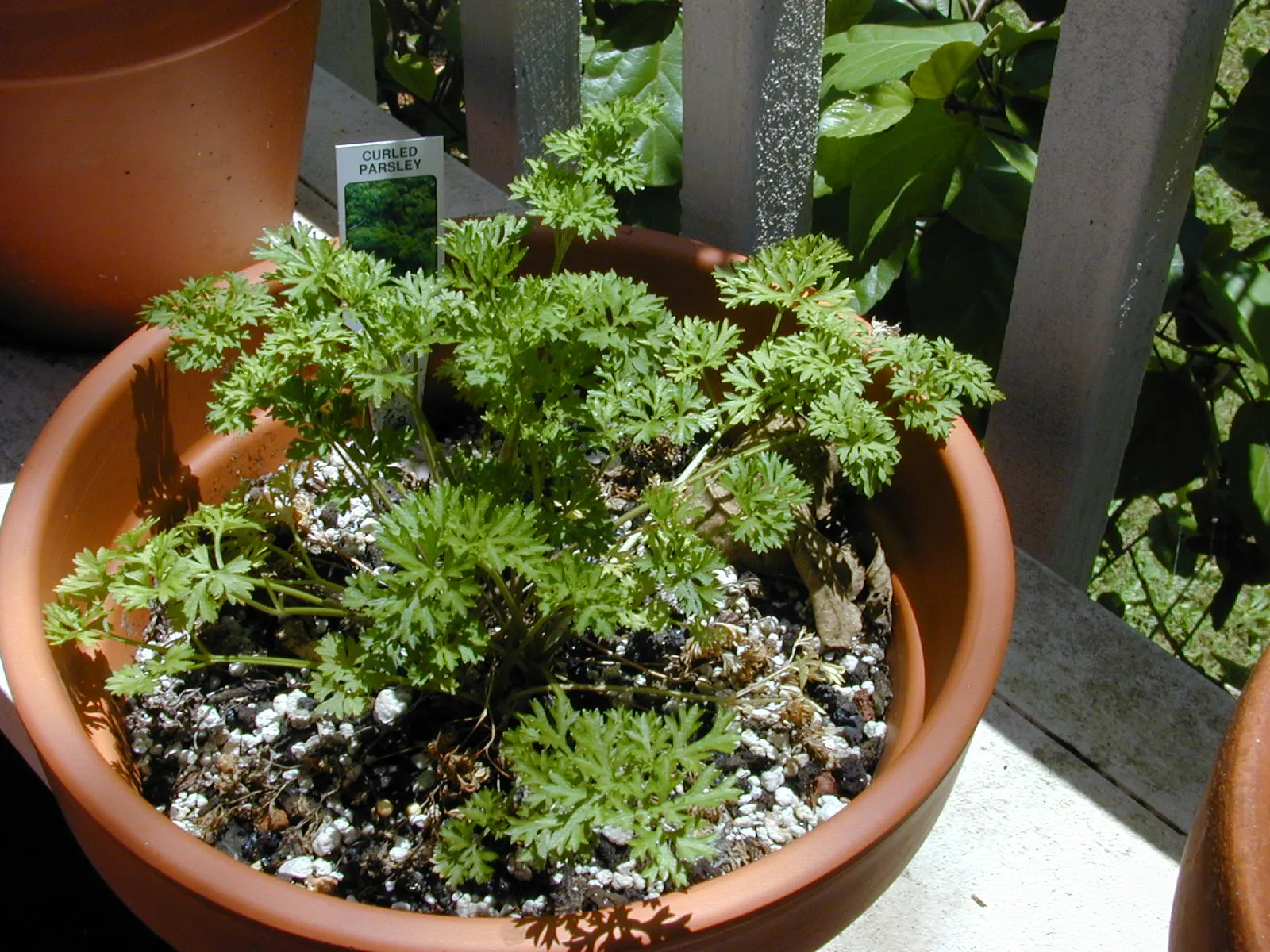 Curly Leaf Parsley (Petroselinum Crispum) — requiring at least 5 hours of direct light per day to thrive; herb for full or half
