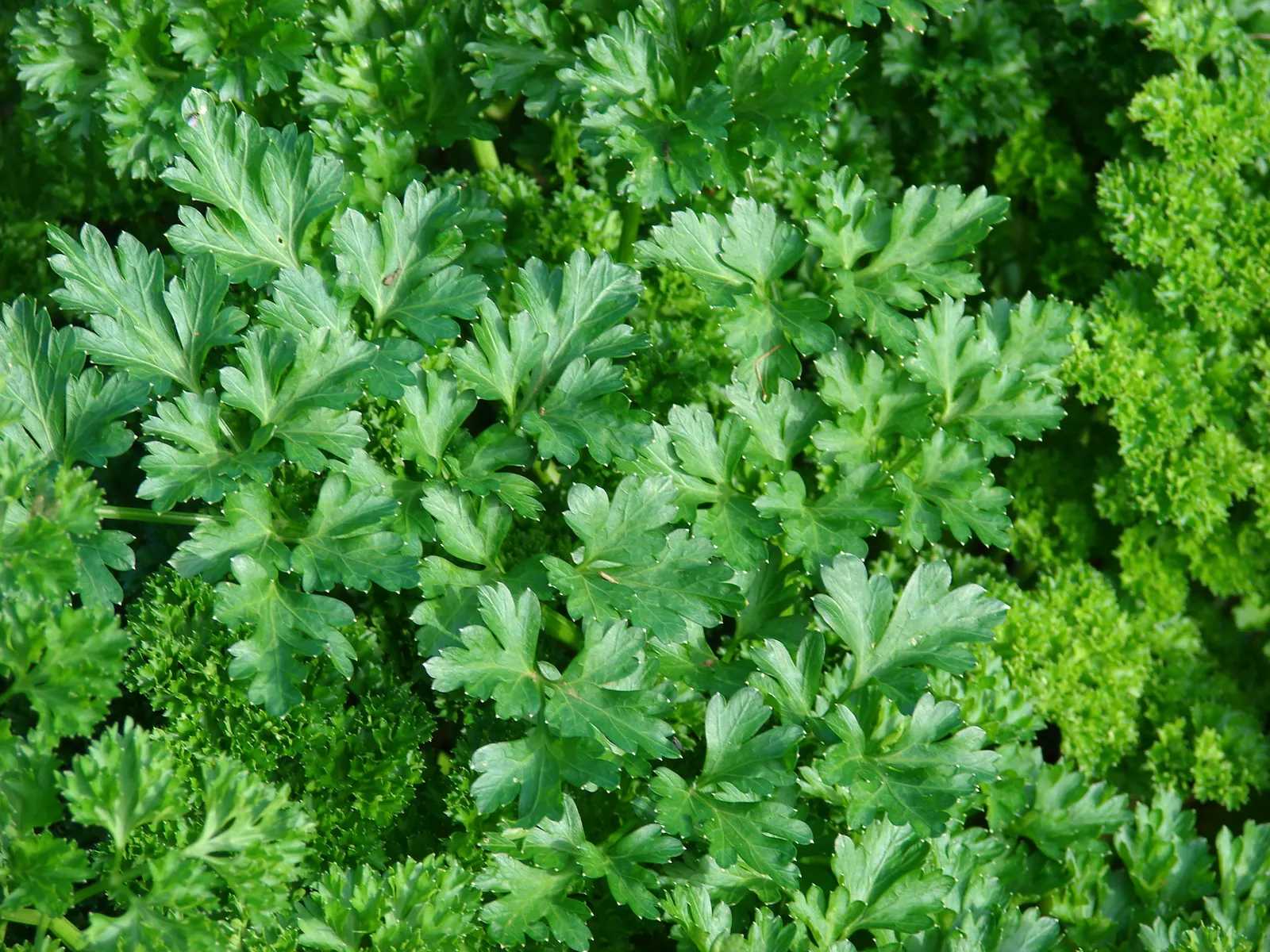 Curly Leaf Parsley (Petroselinum Crispum) — When creating your landscape design; requiring at least 5 hours of direct light per day to thrive