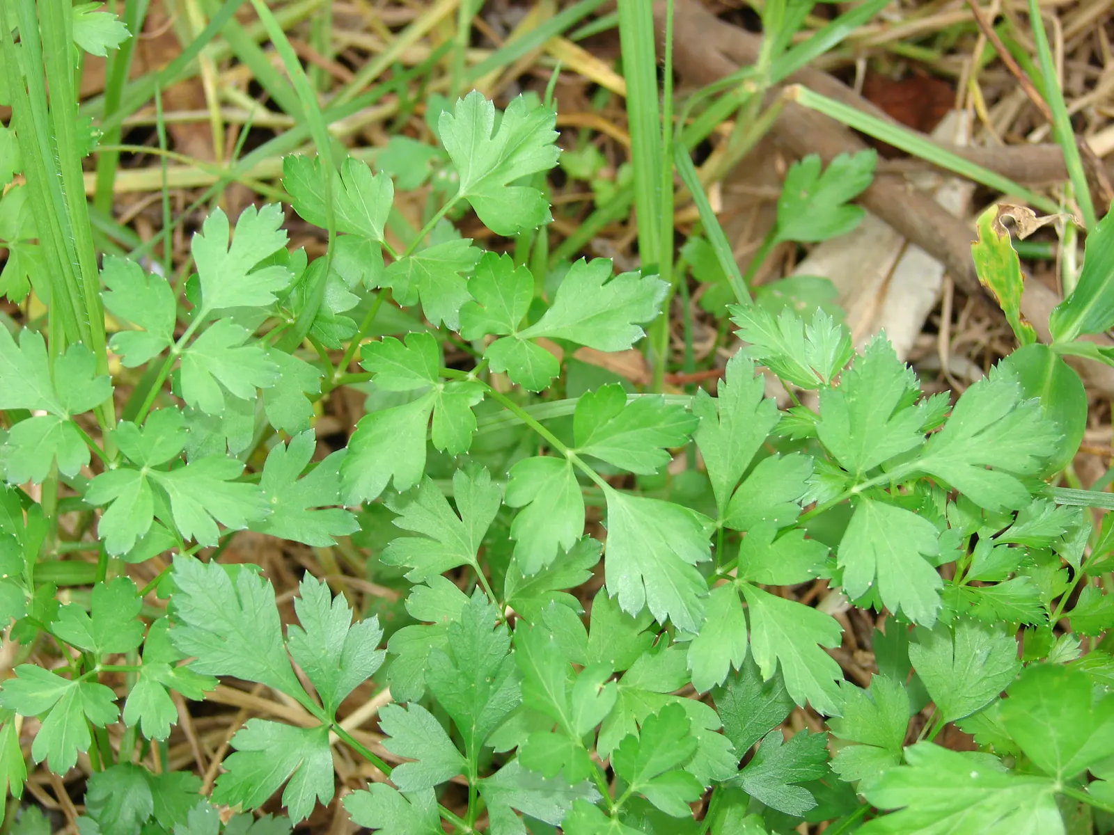 Curly Leaf Parsley (Petroselinum Crispum) — Its subtle flowers often attract beneficial insects; rich green and can add a lush