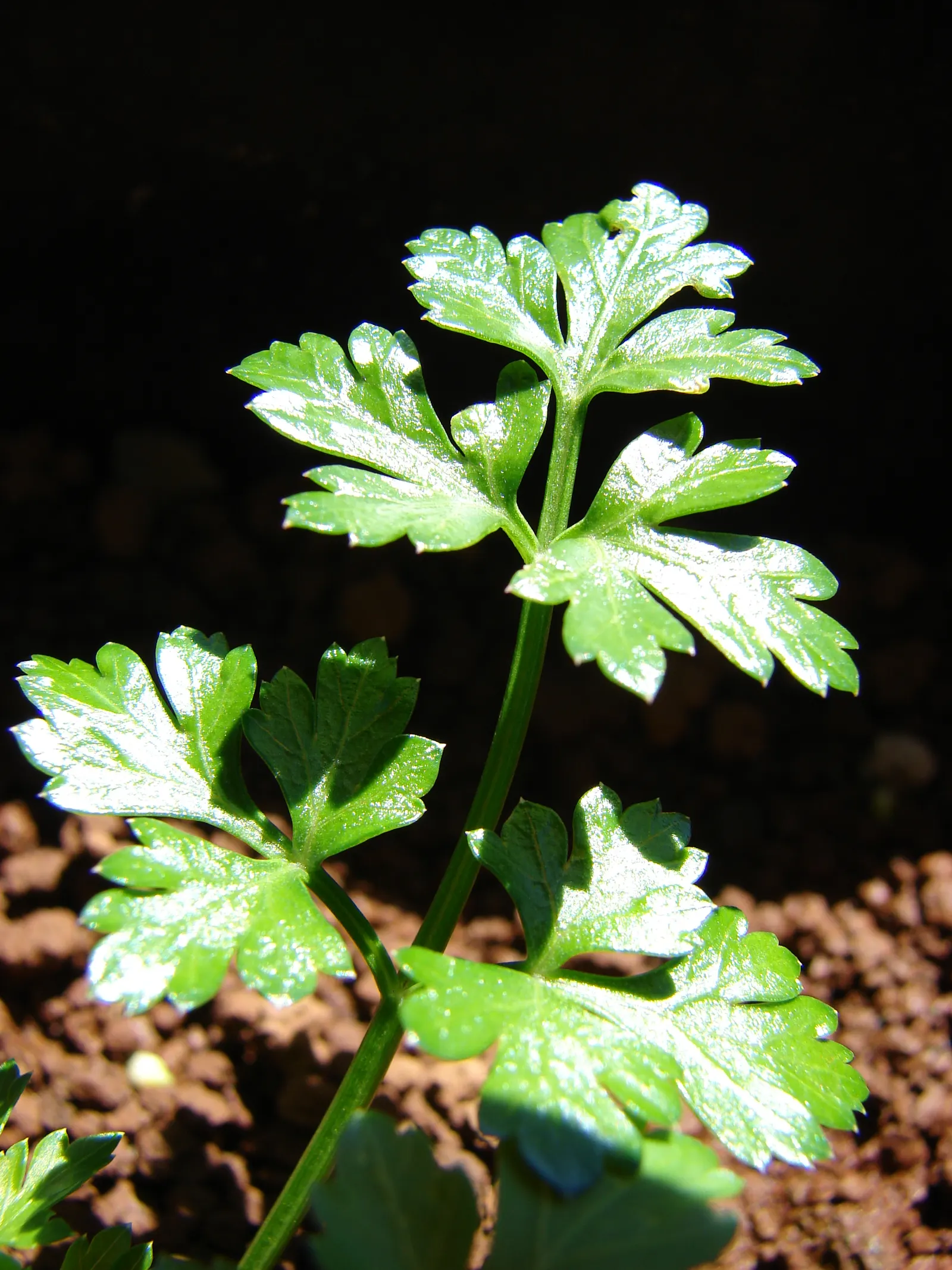 Curly Leaf Parsley (Petroselinum Crispum) — verdant quality to any garden setting.<br><br>Petroselinum crispum is hardy in USDA zones 5 through 9; the curly
