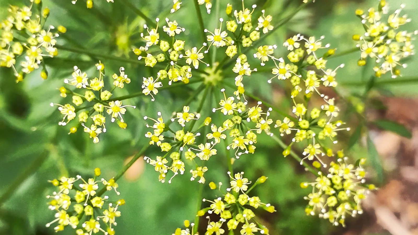 Curly Leaf Parsley (Petroselinum Crispum) — It reaches approximately 6 to 12 inches in height and spreads about 6 to 9 inches; verdant quality to, image 46