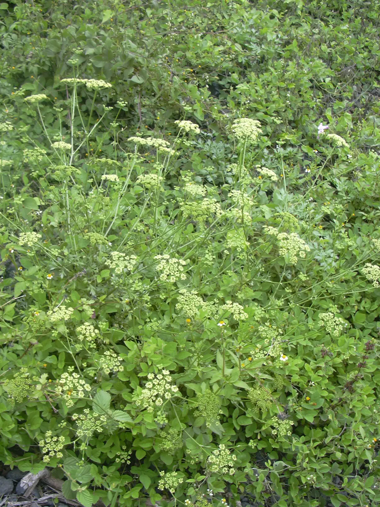Curly Leaf Parsley (Petroselinum Crispum) — given its aesthetic and functional properties; its subtle flowers often attract beneficial insects