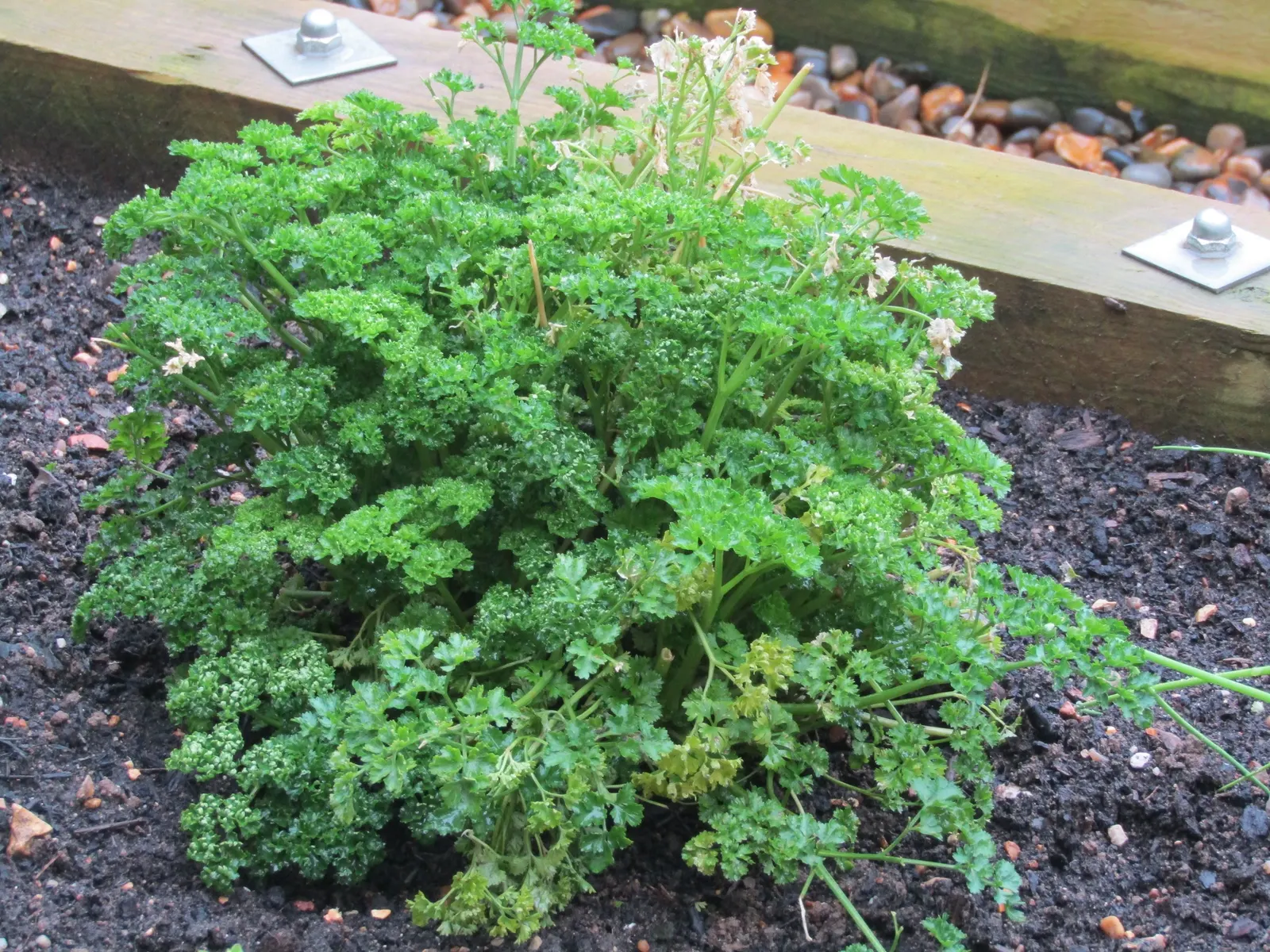 Curly Leaf Parsley (Petroselinum Crispum) — herb for full or half; consider grouping Curly Leaf Parsley with other herbs or using it as a border, image 88