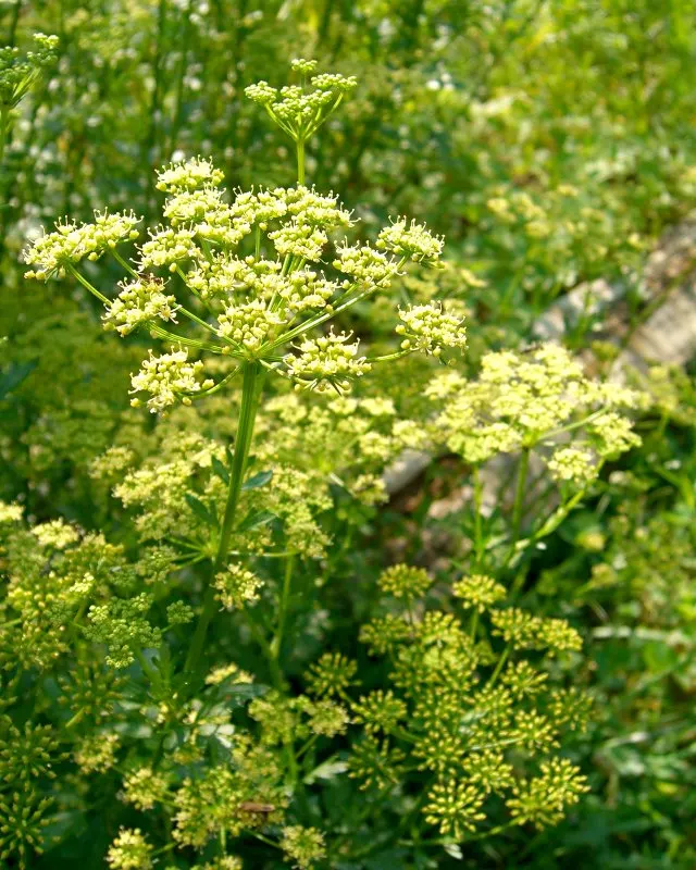 Curly Leaf Parsley (Petroselinum Crispum) — given its aesthetic and functional properties