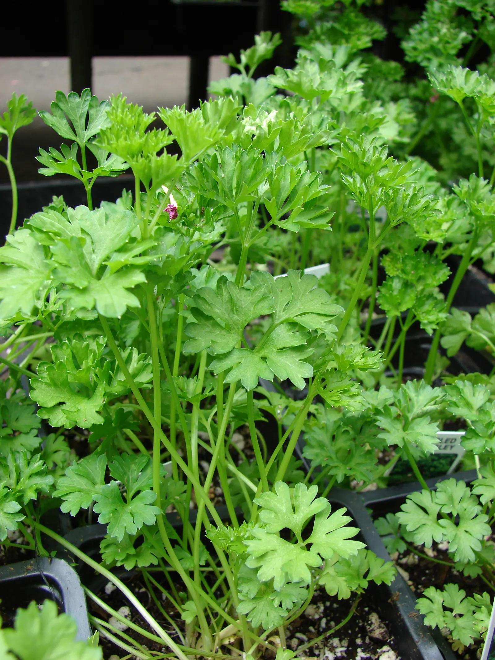 Curly Leaf Parsley (Petroselinum Crispum) — requiring regular watering to keep the soil moist but not waterlogged; makes an excellent addition to any culinary