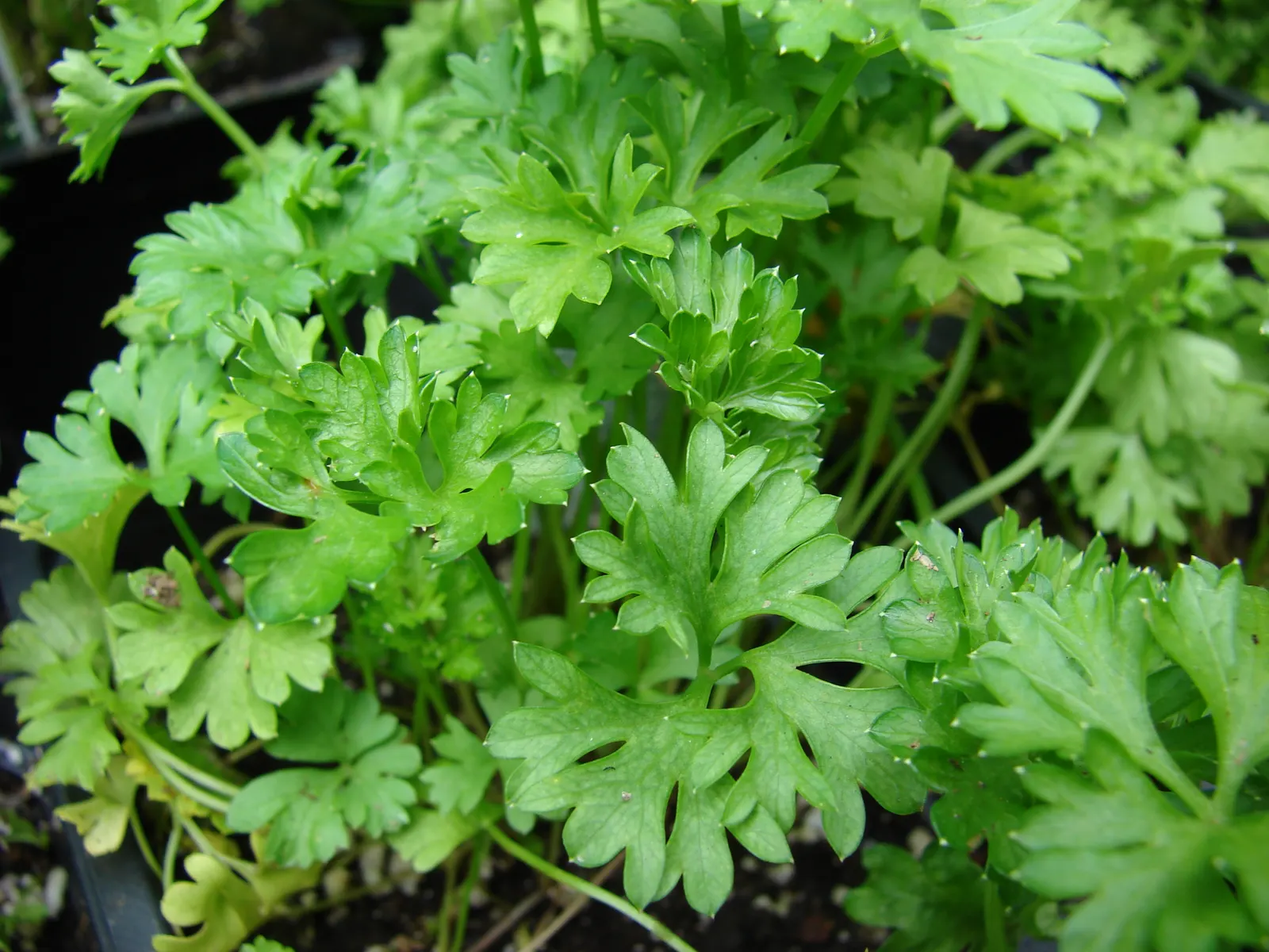 Curly Leaf Parsley (Petroselinum Crispum) — A staple in culinary gardens, it prefers full sun to partial shade and well-drained soil; when creating your