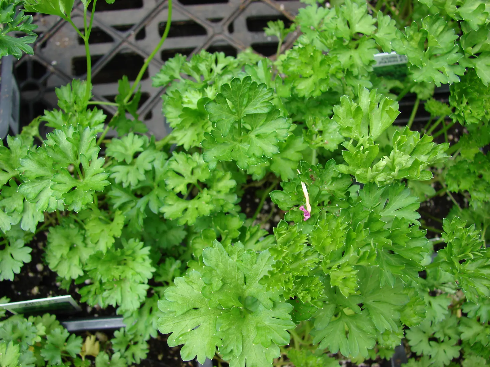 Curly Leaf Parsley (Petroselinum Crispum) — makes an excellent addition to any culinary garden or decorative ensemble