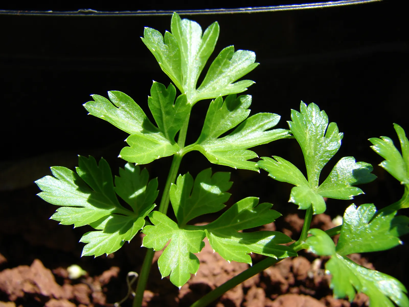 Curly Leaf Parsley (Petroselinum Crispum) — provides a striking texture contrast in landscape designs; requiring regular watering to keep the soil moist but