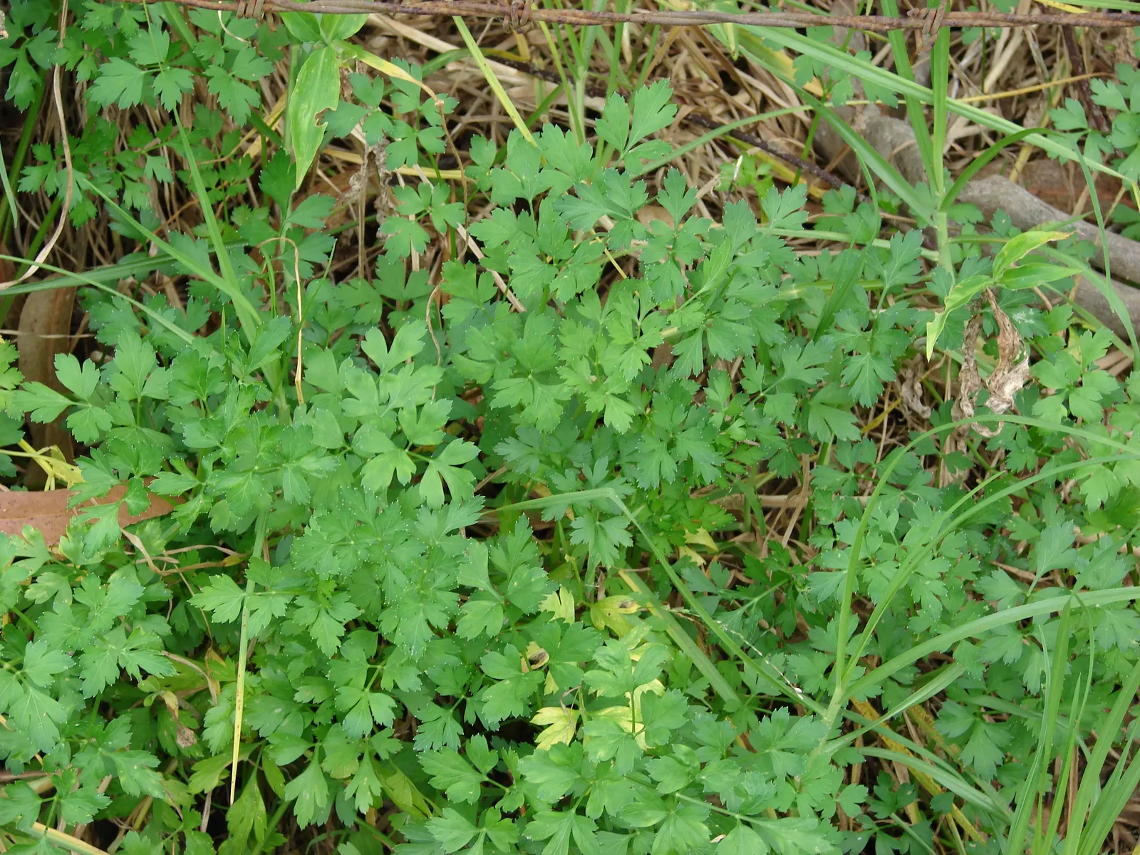 Curly Leaf Parsley (Petroselinum Crispum) — preferring well-drained soil and a full to partial sunlight exposure; but it is also enticing for pollinators