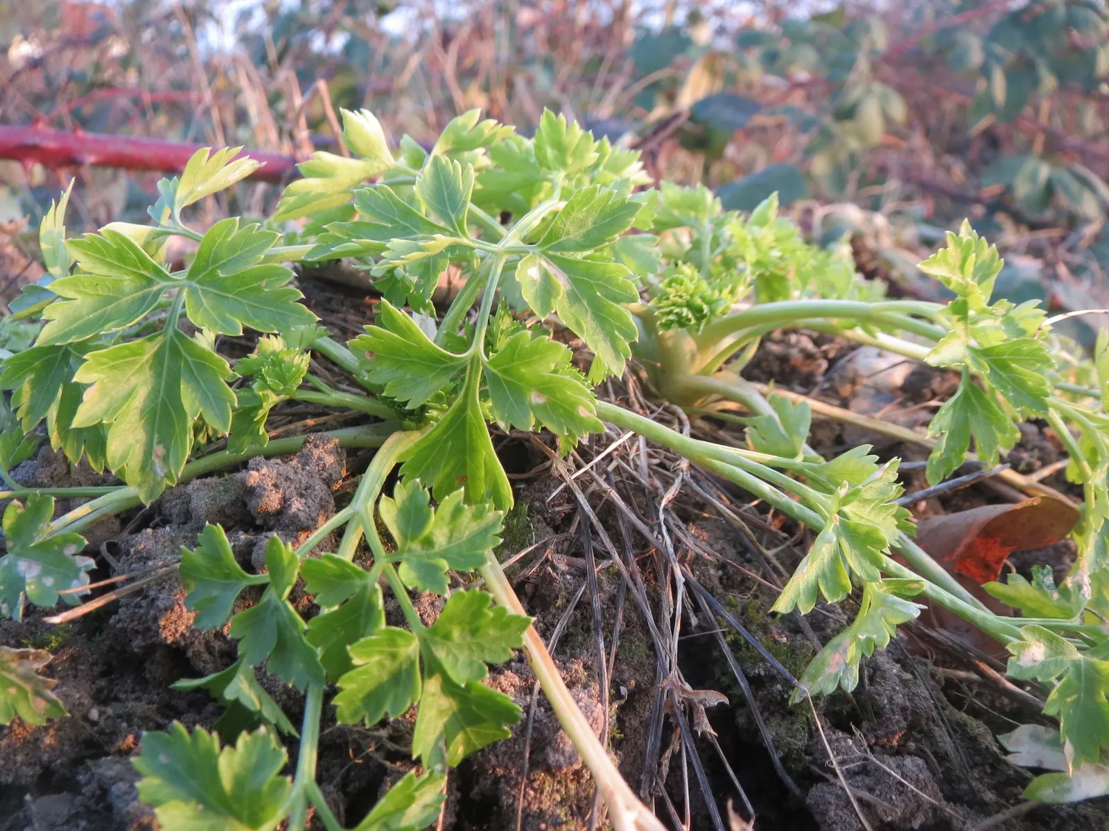 Curly Leaf Parsley (Petroselinum Crispum) — with its scientific name Petroselinum crispum