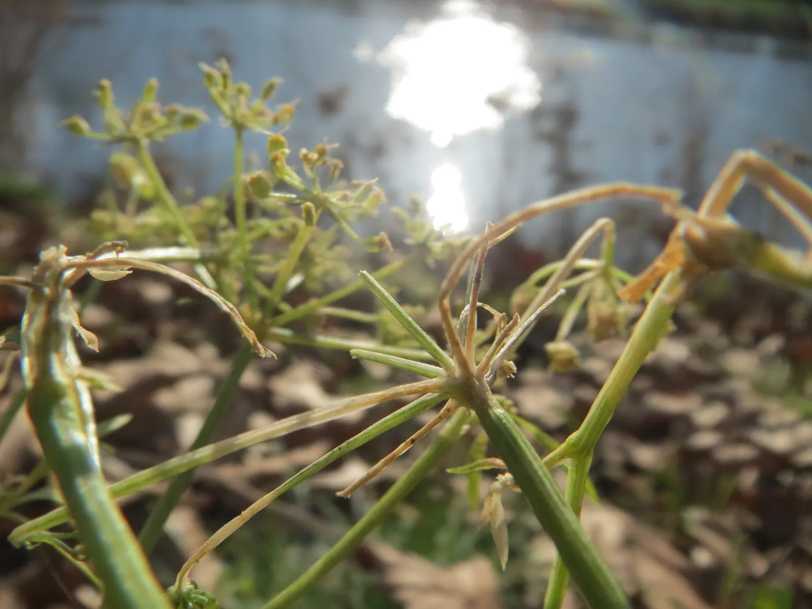 Curly Leaf Parsley (Petroselinum Crispum) — preferring well-drained soil and a full to partial sunlight exposure