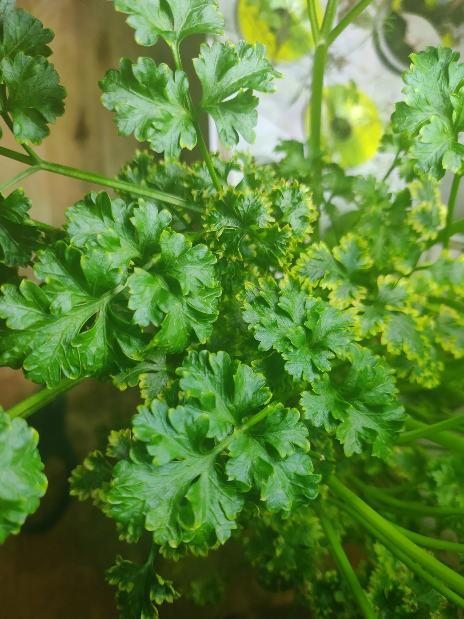 Curly Leaf Parsley (Petroselinum Crispum) — Parsley‚Äôs intricate foliage adds texture to borders and is suitable for zones 5 to 9