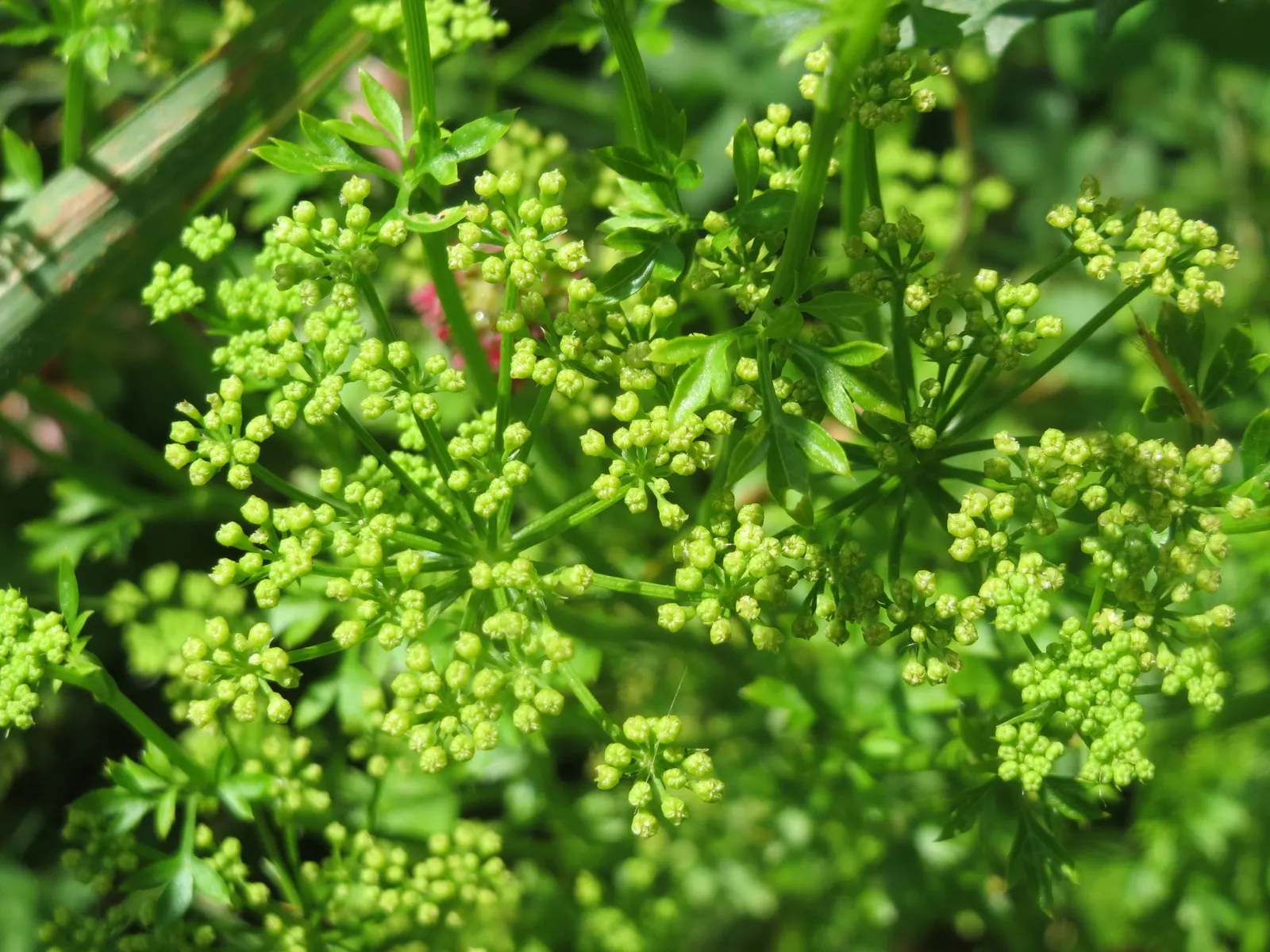 Curly Leaf Parsley (Petroselinum Crispum) — requiring regular watering to keep the soil moist but not waterlogged