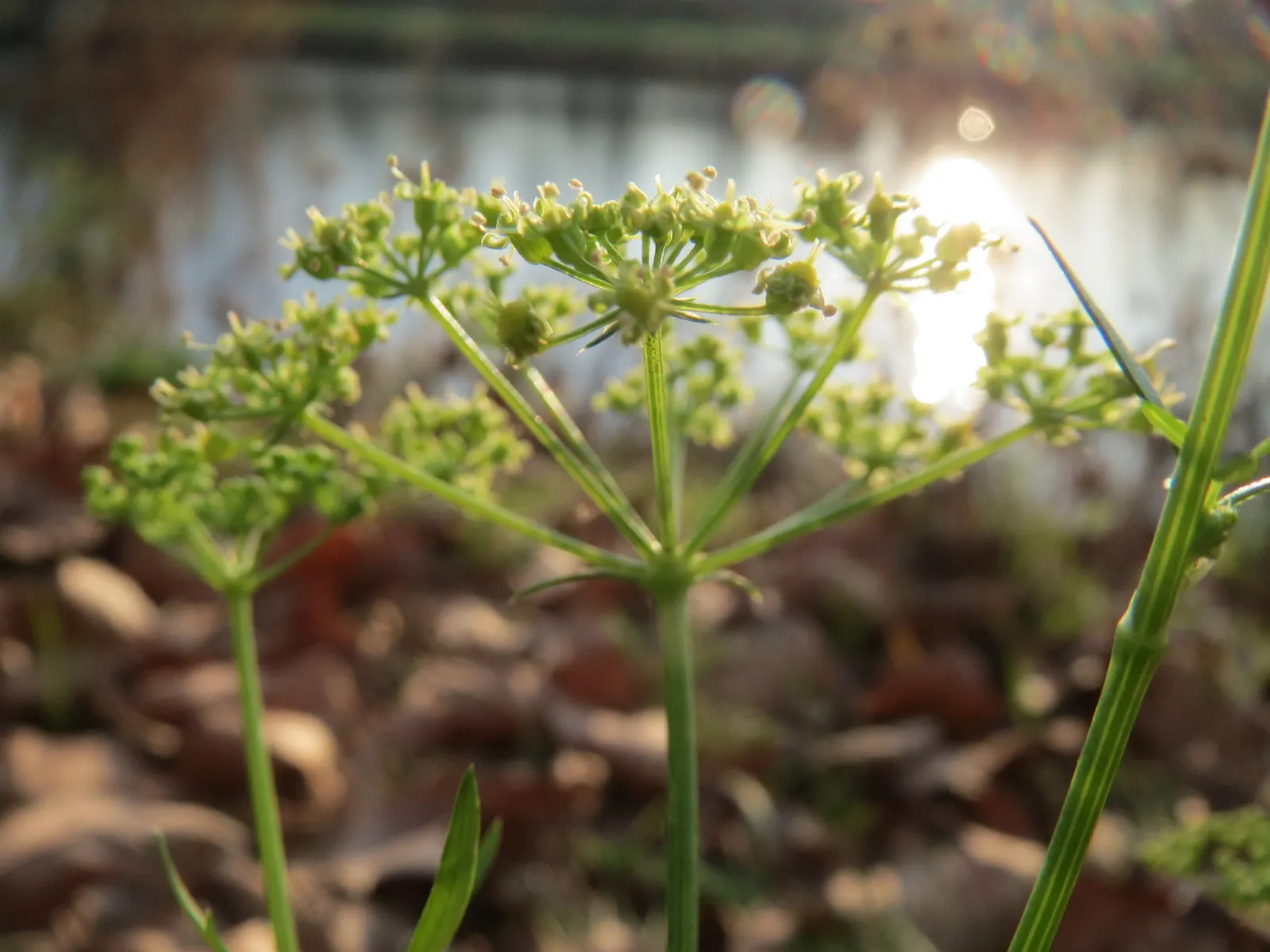 Curly Leaf Parsley (Petroselinum Crispum) — requiring at least 5 hours of direct light per day to thrive