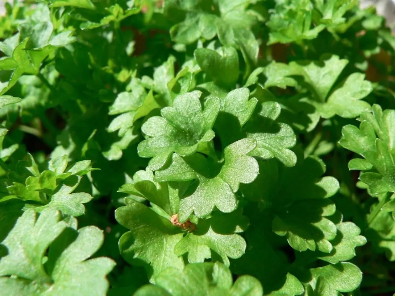 Curly Leaf Parsley (Petroselinum Crispum) — A staple in culinary gardens, it prefers full sun to partial shade and well-drained soil