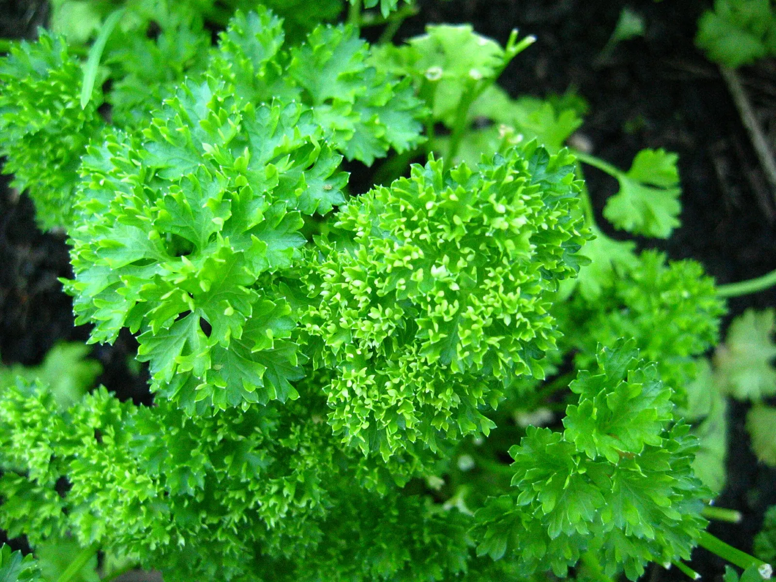 Curly Leaf Parsley (Petroselinum Crispum) — Its subtle flowers often attract beneficial insects