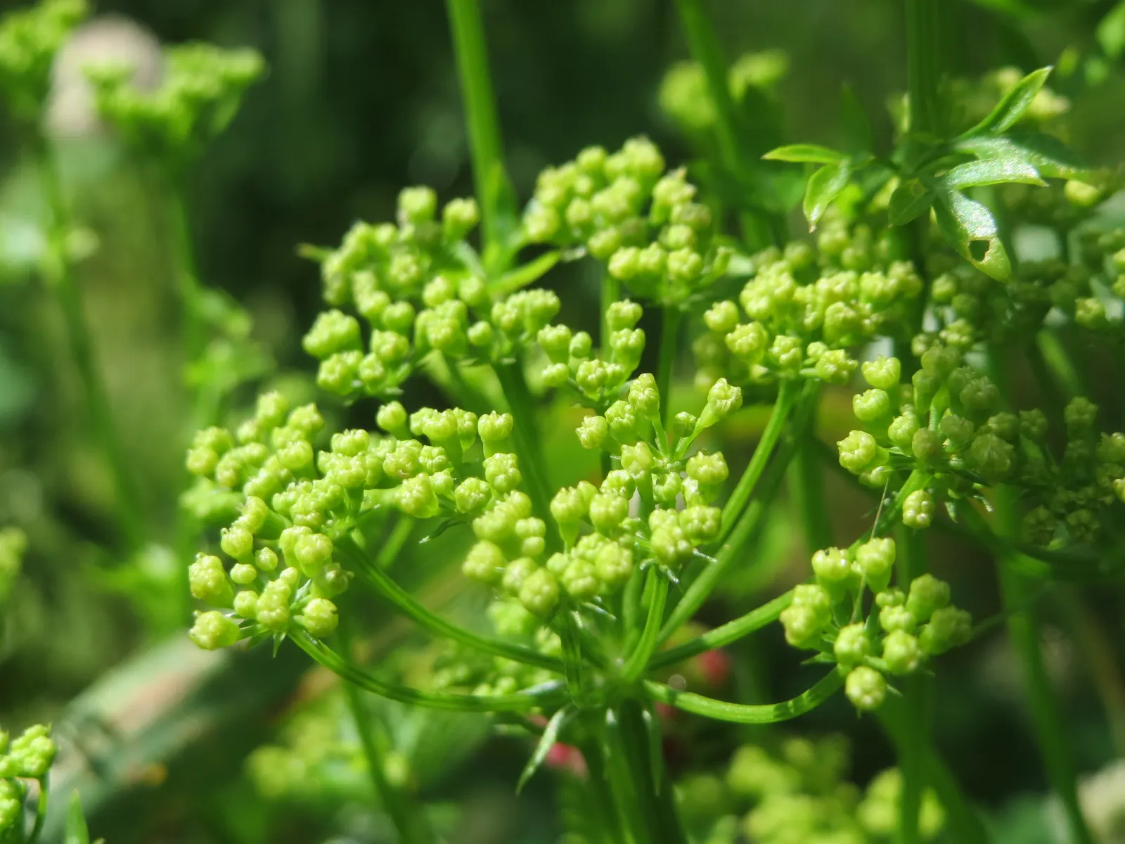 Curly Leaf Parsley (Petroselinum Crispum) — When creating your landscape design