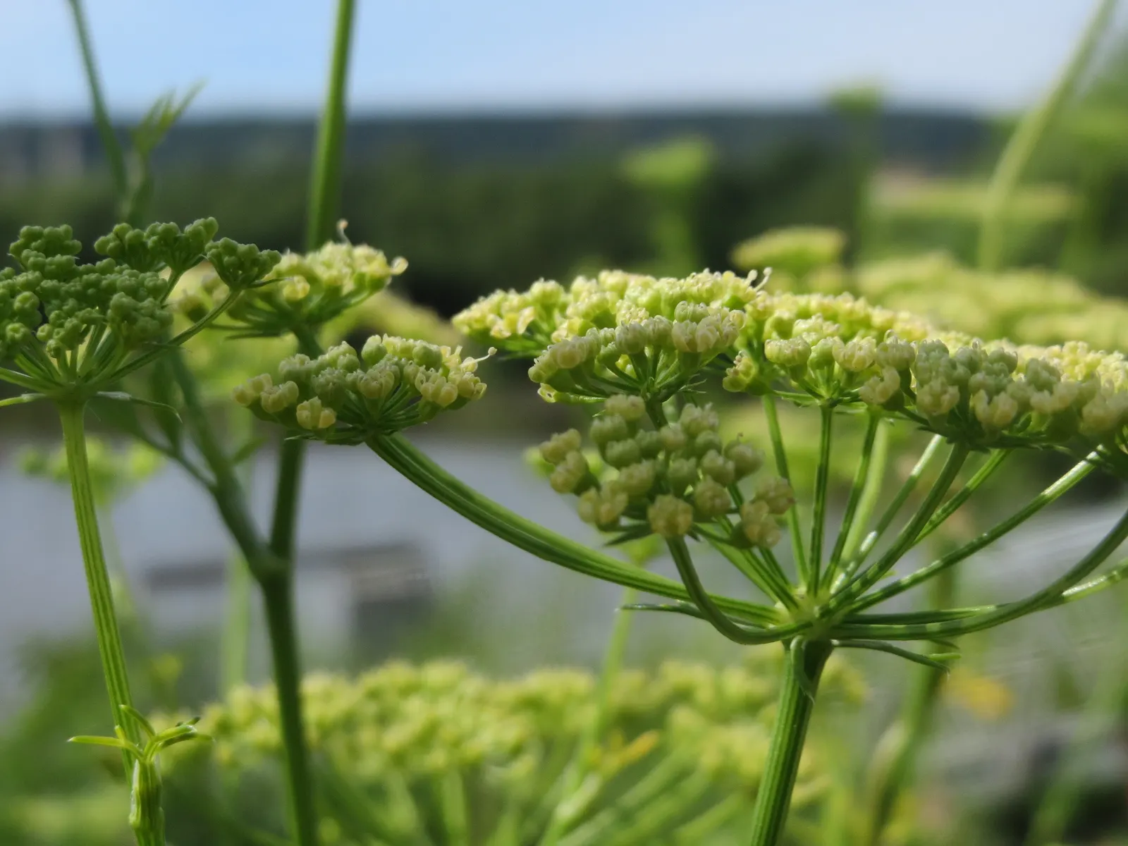 Curly Leaf Parsley (Petroselinum Crispum) — consider grouping Curly Leaf Parsley with other herbs or using it as a border for a pop of textured greenery