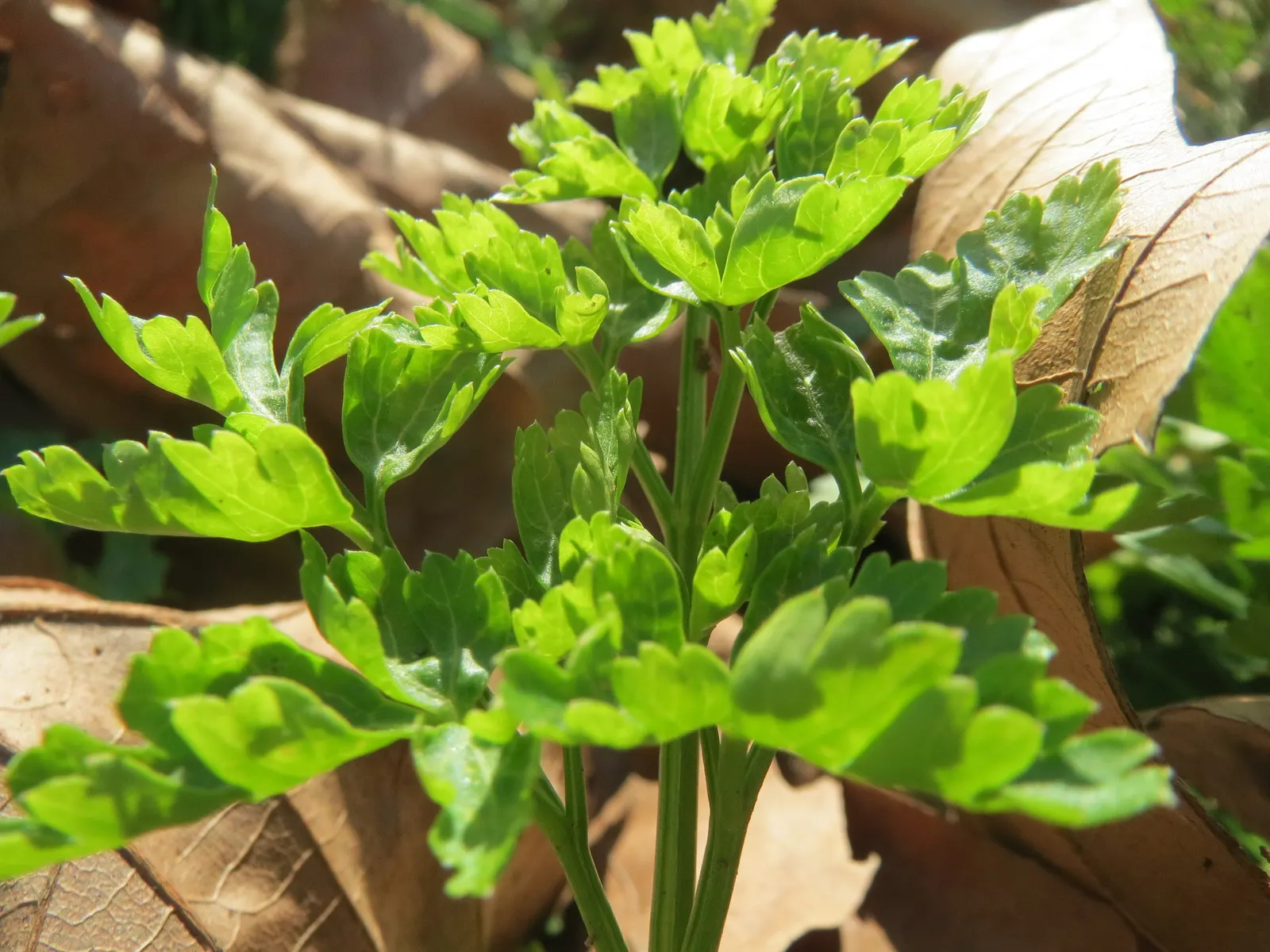 Curly Leaf Parsley (Petroselinum Crispum) — To encourage new growth and maintain its compact shape, periodic harvesting or pruning is beneficial