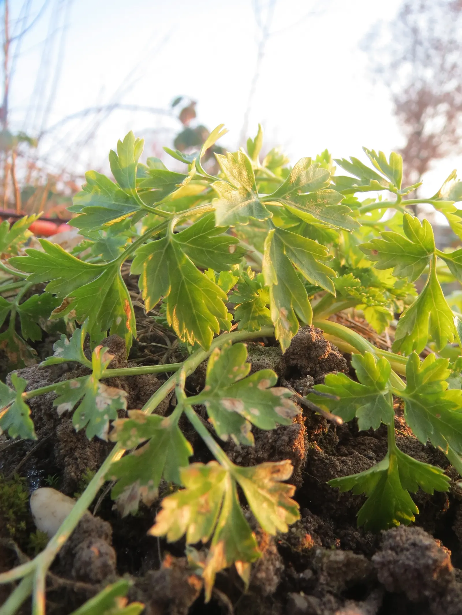 Curly Leaf Parsley (Petroselinum Crispum) — the curly and crinkled leaves