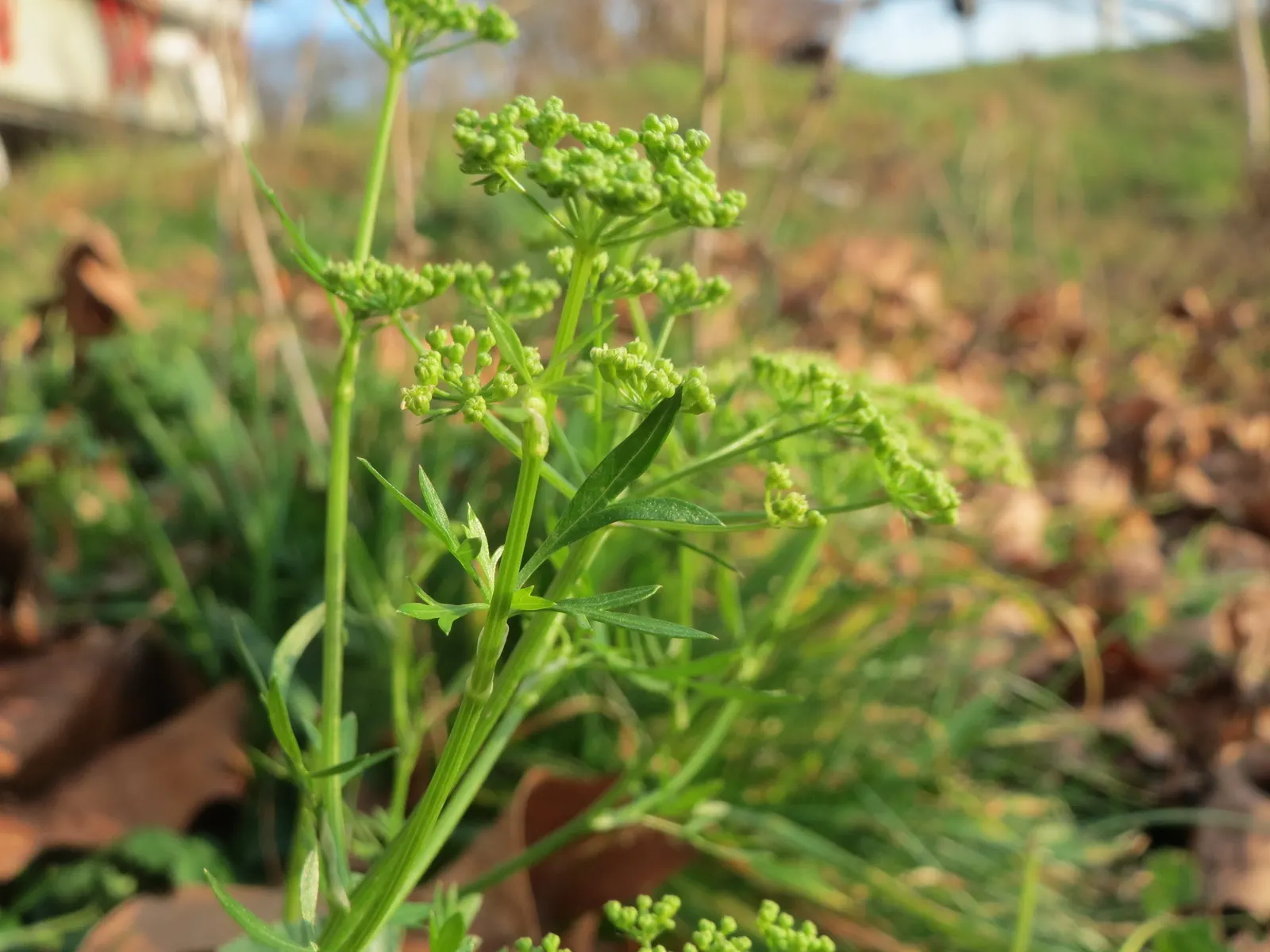 Curly Leaf Parsley (Petroselinum Crispum) — Not only is it visually appealing