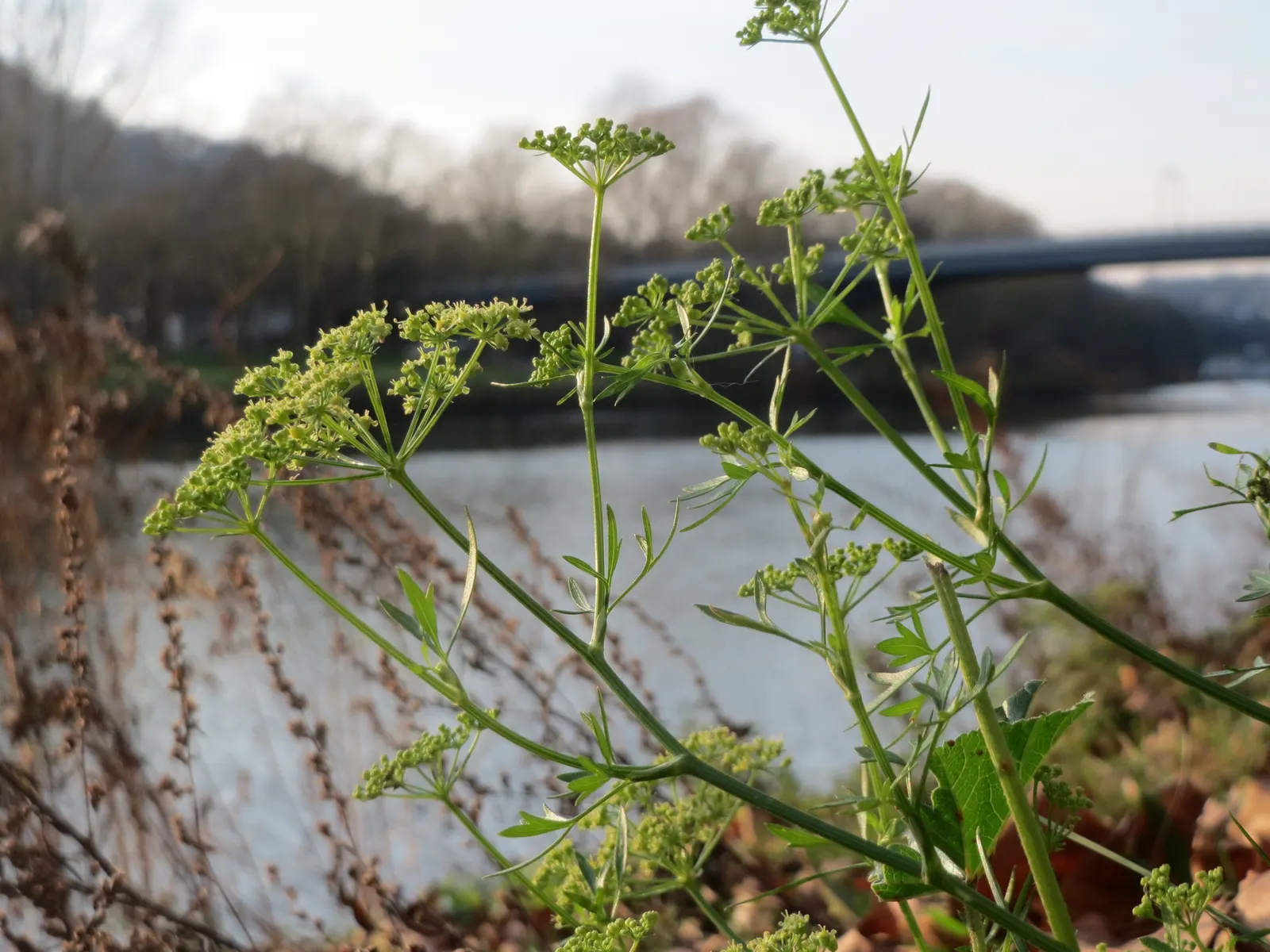 Curly Leaf Parsley (Petroselinum Crispum) — verdant quality to any garden setting.<br><br>Petroselinum crispum is hardy in USDA zones 5 through 9