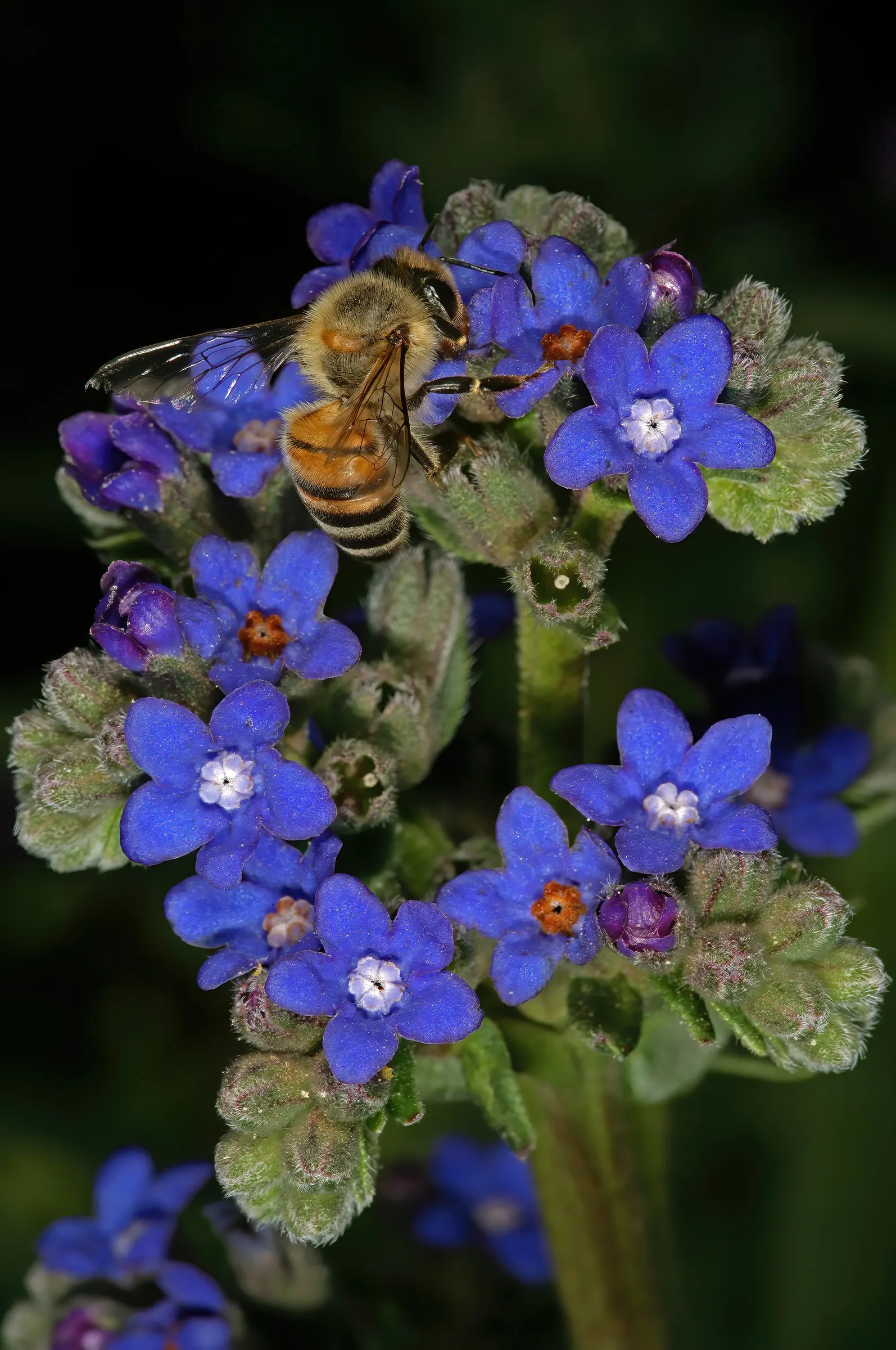Summer Forget Me Nots (Anchusa Capensis) — it acts as a magnet for beneficial pollinators such as bees and butterflies