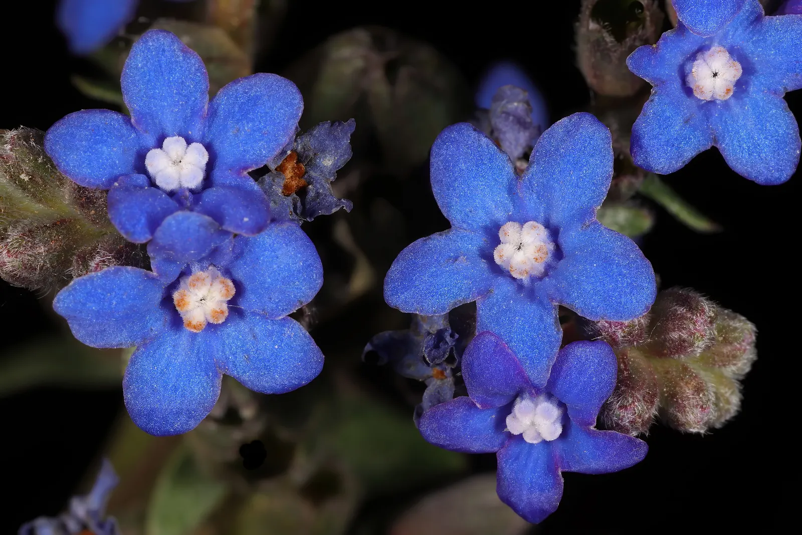 Summer Forget Me Nots (Anchusa Capensis) — often feature a white or pink center