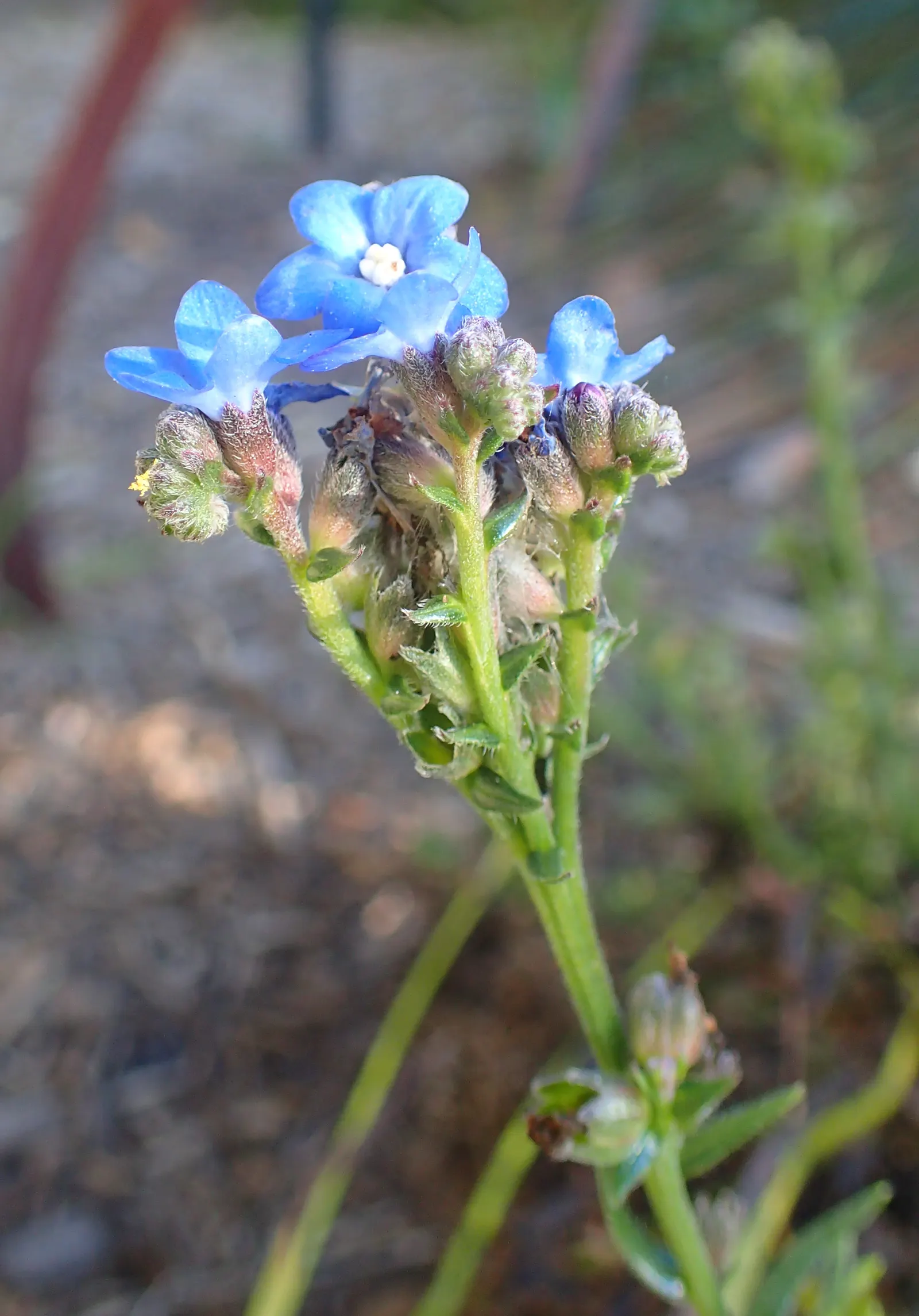 Summer Forget Me Nots (Anchusa Capensis) — With a spread of roughly 12 inches, they're perfect for borders or wildflower gardens