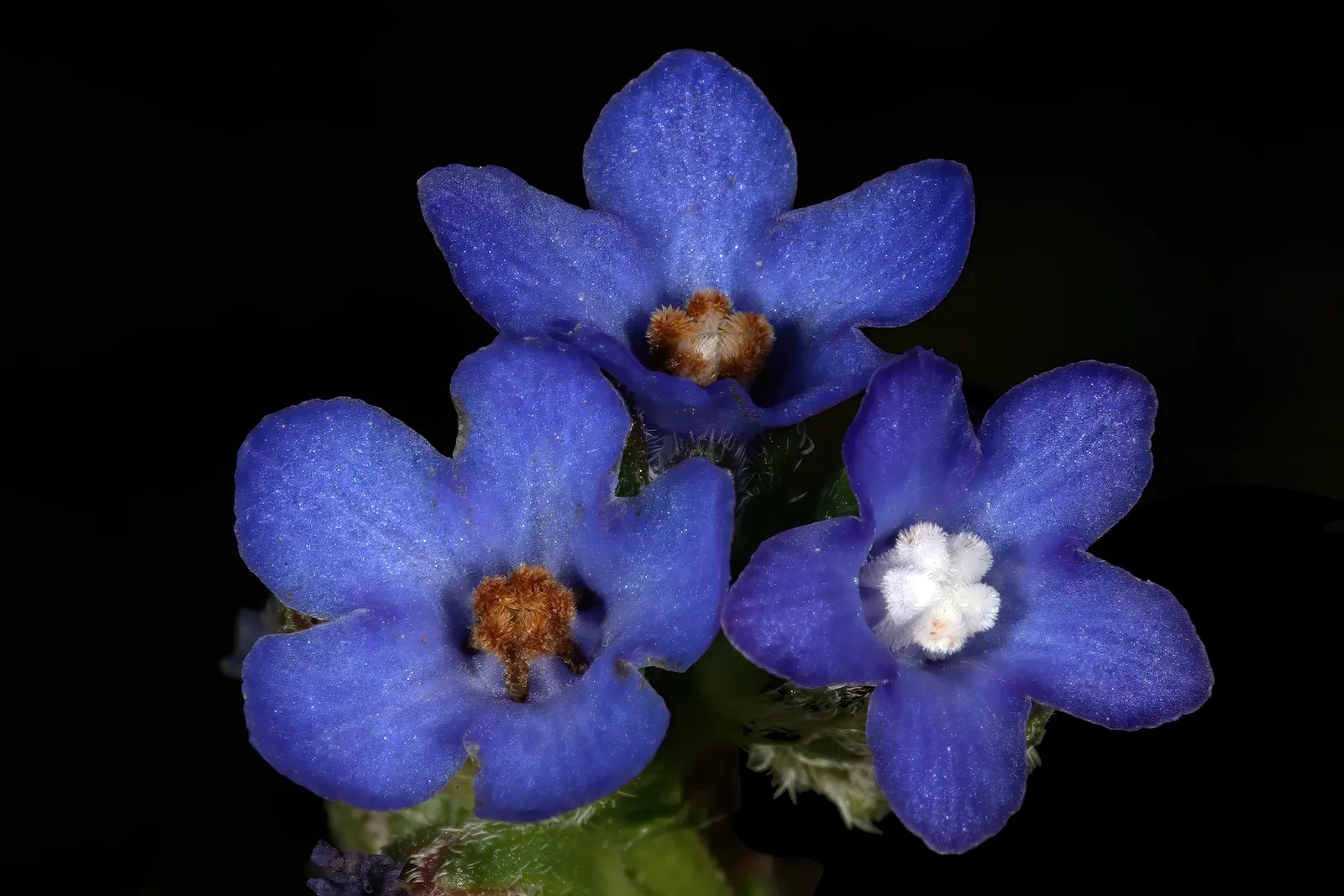 Summer Forget Me Nots (Anchusa Capensis) — Ideal spacing: 9-12 inches apart for a lush display