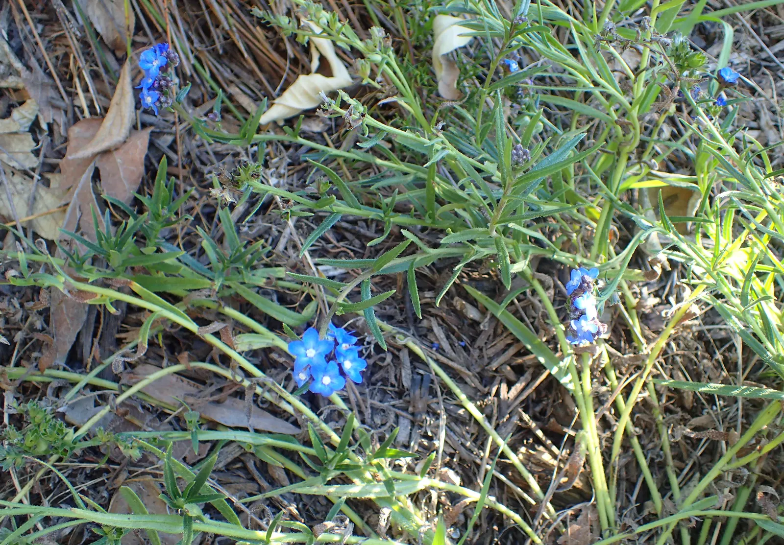 Summer Forget Me Nots (Anchusa Capensis) — blue flowers in the garden